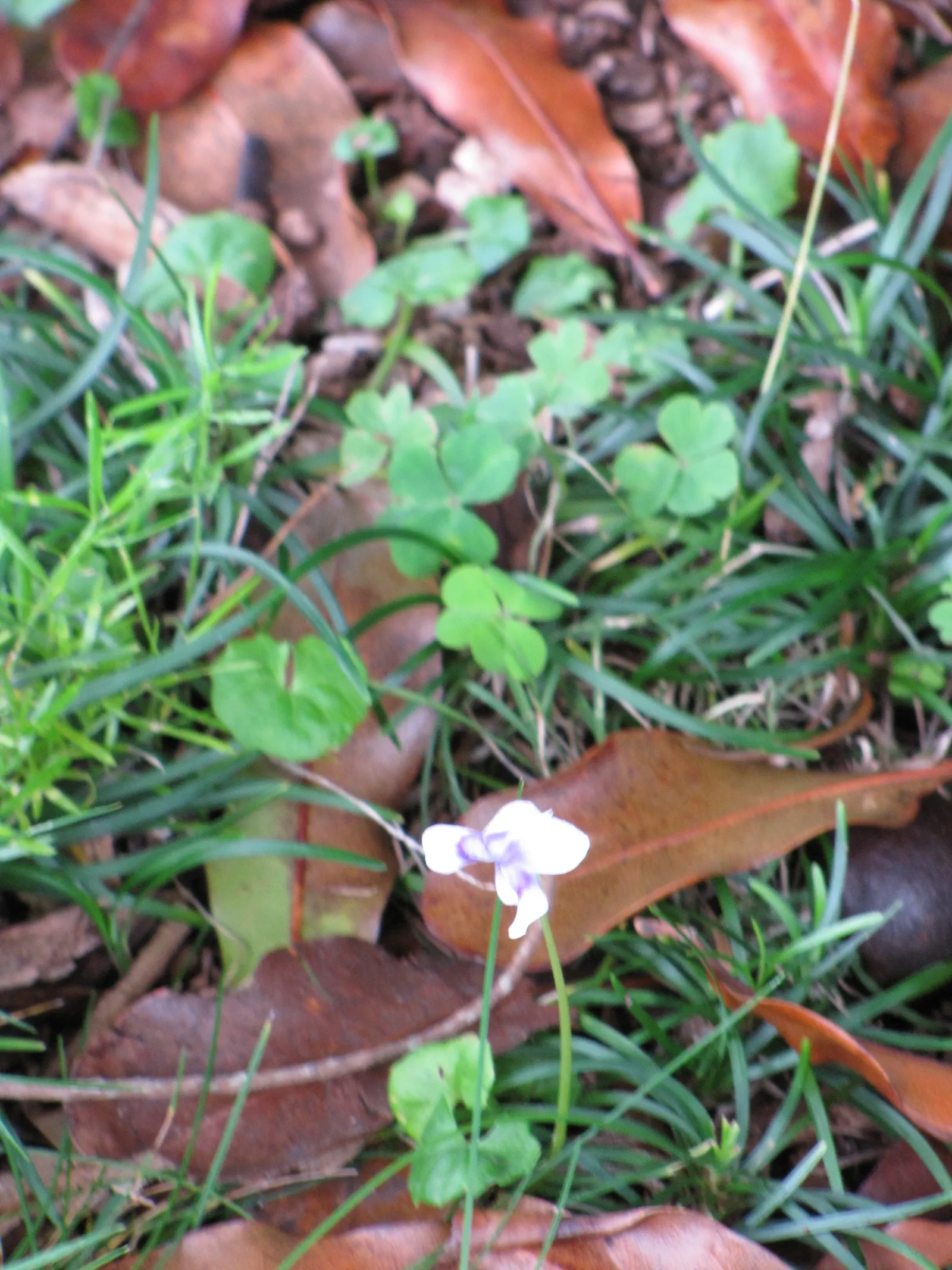 Kenilworth Ivy (Cymbalaria Muralis) — it prefers well-draining soil rich in organic matter.<br><br>Due to its trailing habit and modest height