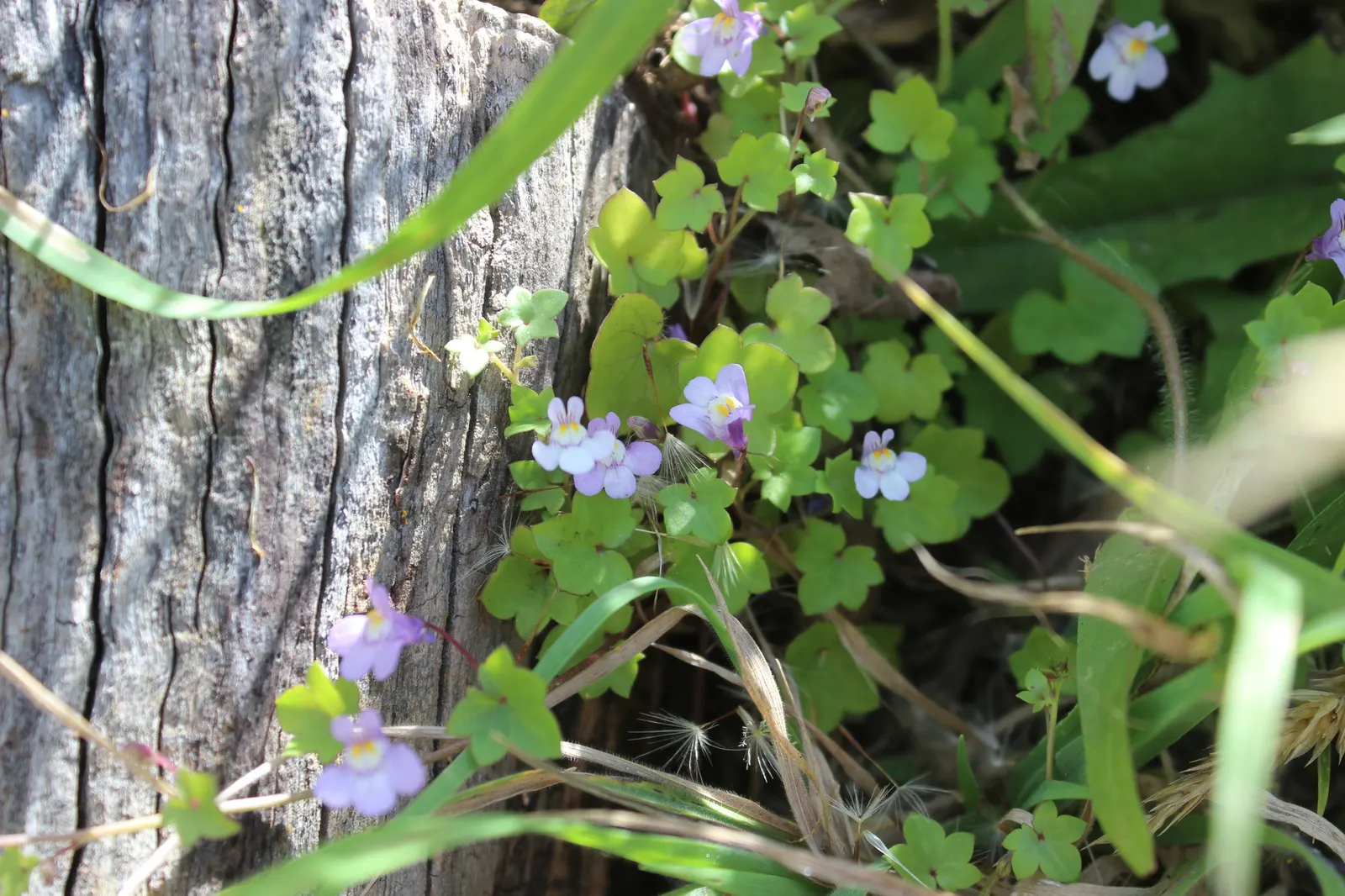 Kenilworth Ivy (Cymbalaria Muralis) — is a charming perennial ideal for softening hard landscapes; or planting in rock gardens, image 88