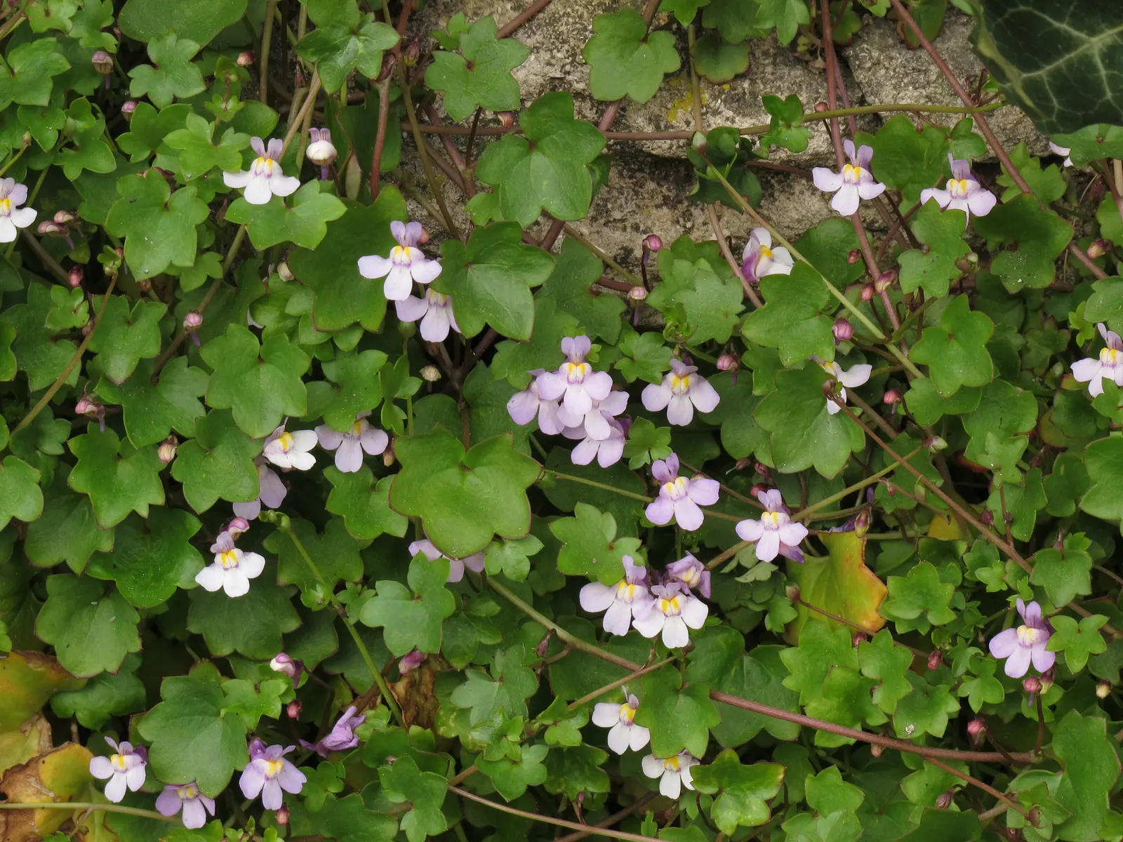 Kenilworth Ivy (Cymbalaria Muralis) — This ivy features delicate, scalloped leaves and small, lilac blooms with yellow throats; during the growing, image 110