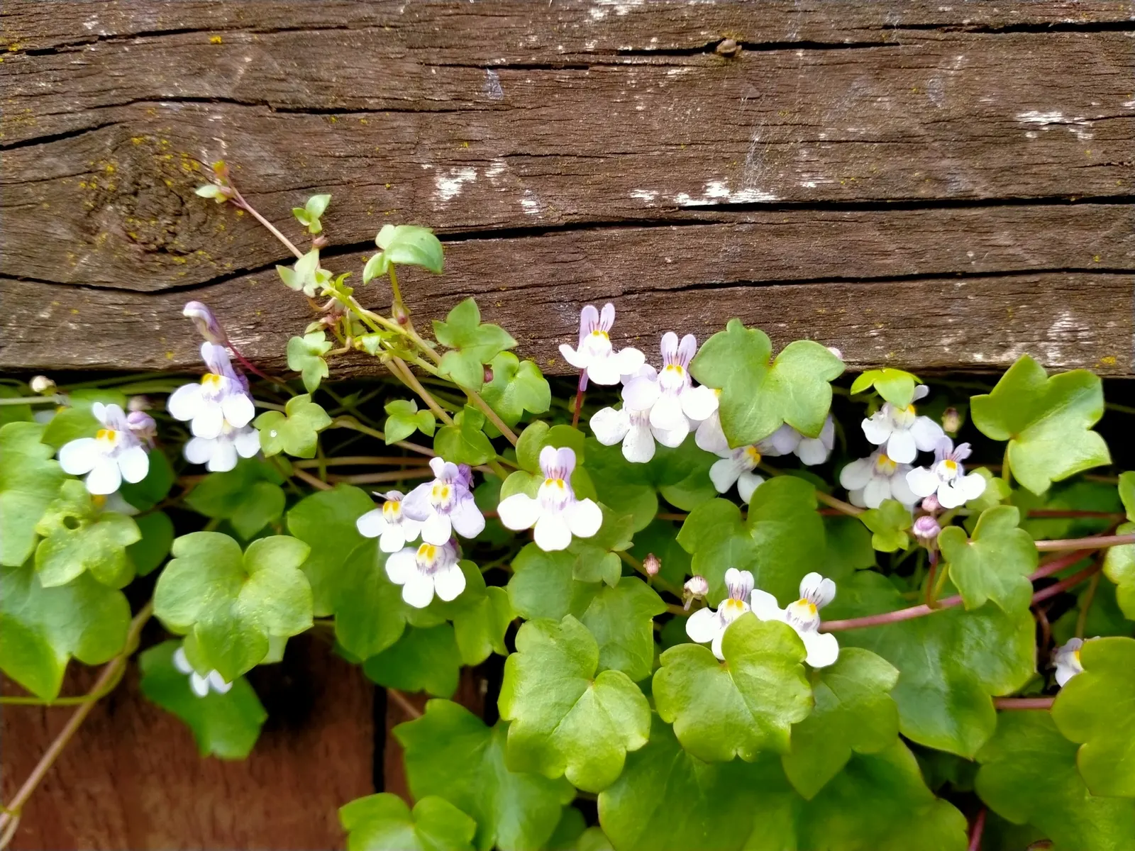 Kenilworth Ivy (Cymbalaria Muralis) — Reaching only 2-3 inches in height, it thrives in zones 4-8 and prefers moist, well-drained soil; filling spaces between