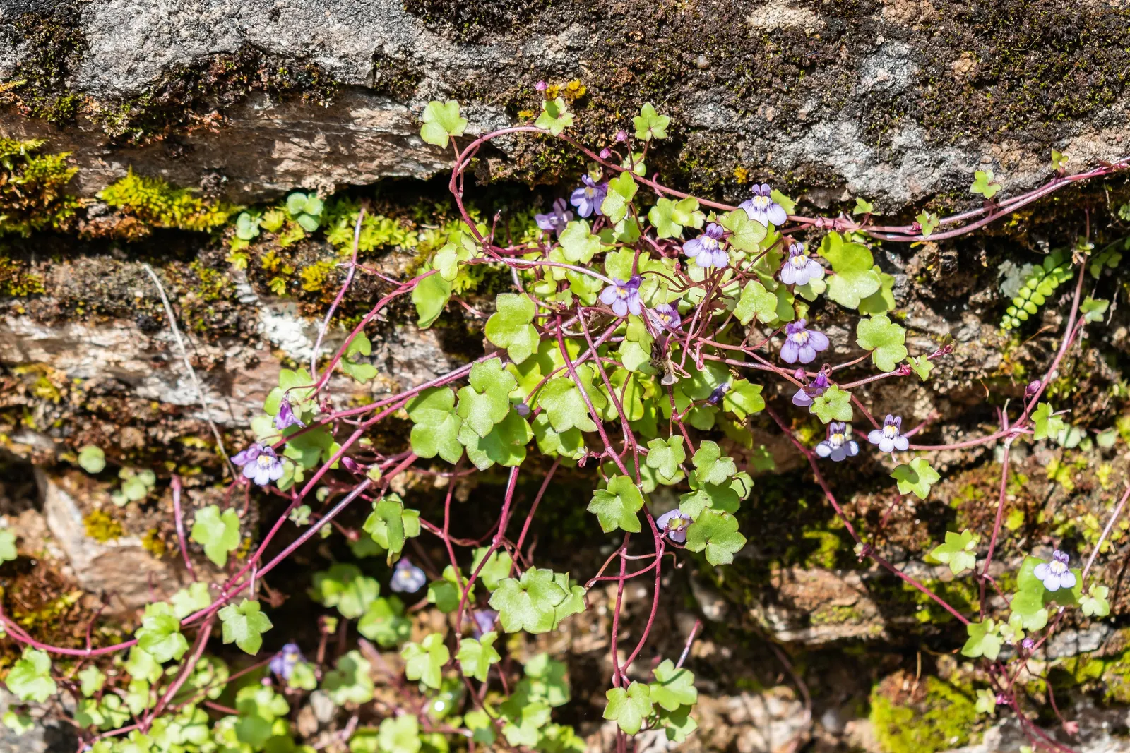 Kenilworth Ivy (Cymbalaria Muralis) — fairy-tale-like ground cover with minimal maintenance, image 113