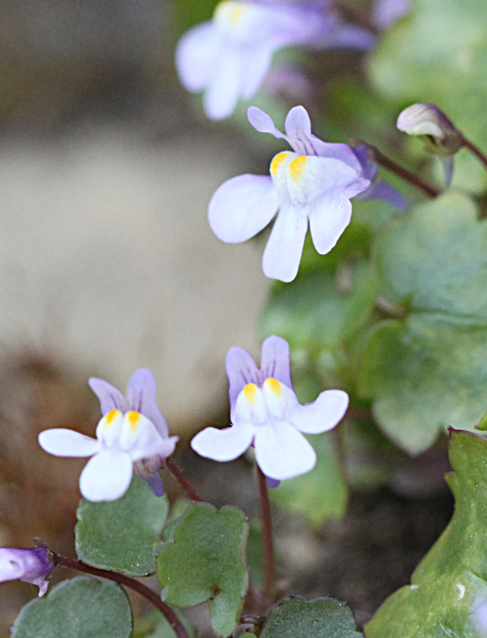 Kenilworth Ivy (Cymbalaria Muralis) — It requires moderate watering; this vining plant is famed for its petite