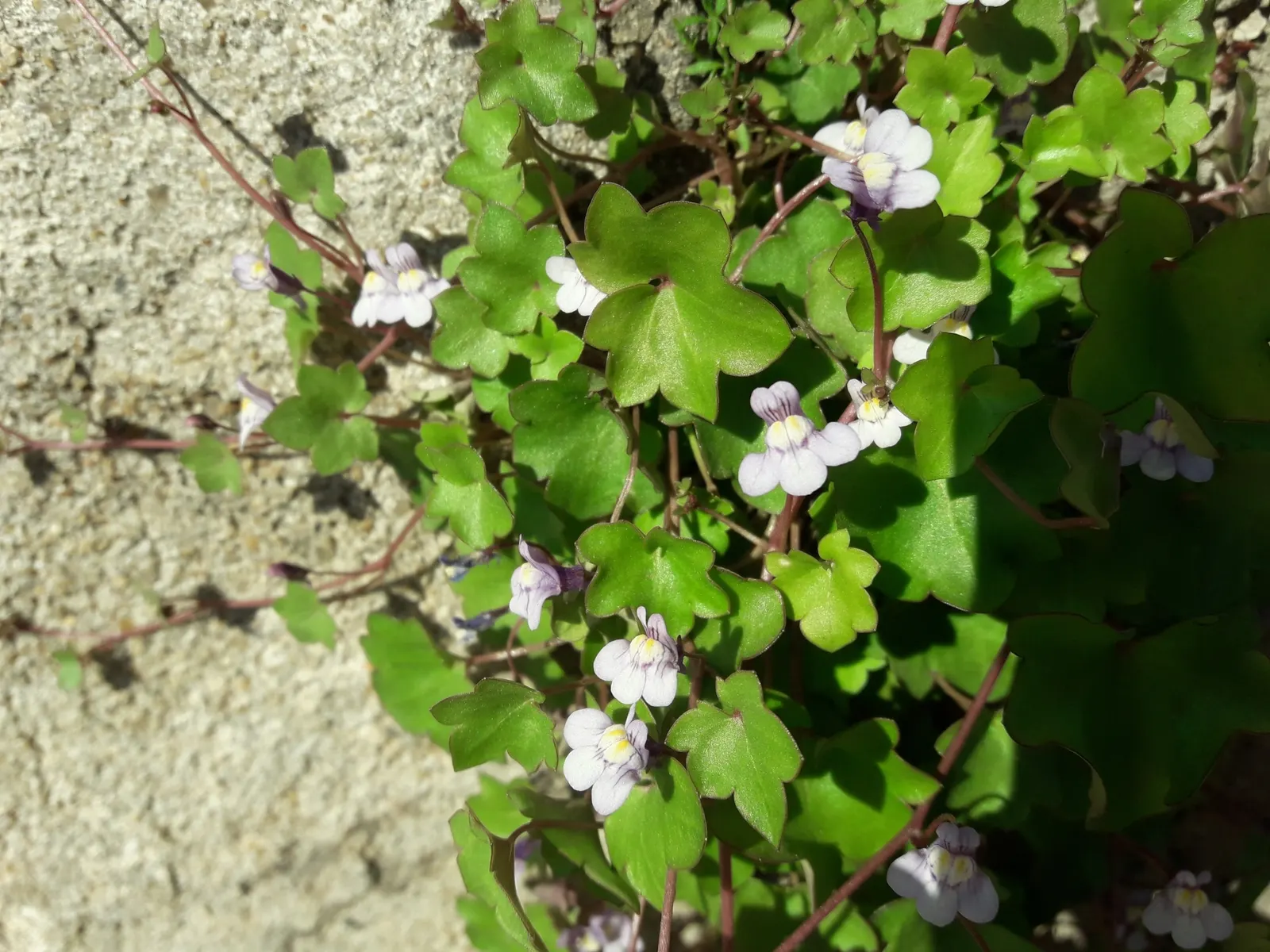 Kenilworth Ivy (Cymbalaria Muralis) — During the growing season