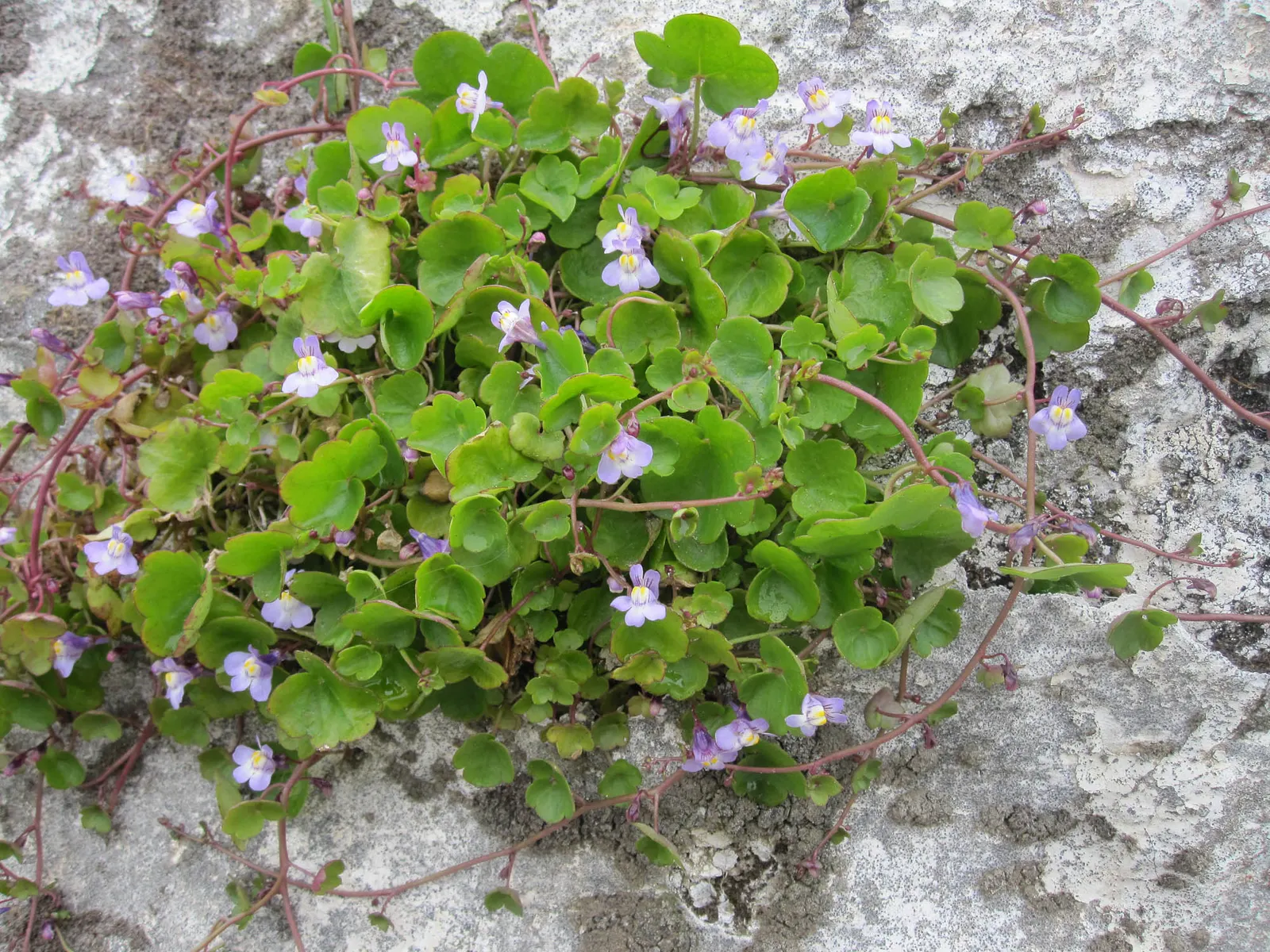 Kenilworth Ivy (Cymbalaria Muralis) — particularly in drier climates or seasons; it prefers well-draining soil rich in organic matter.<br><br>Due to its