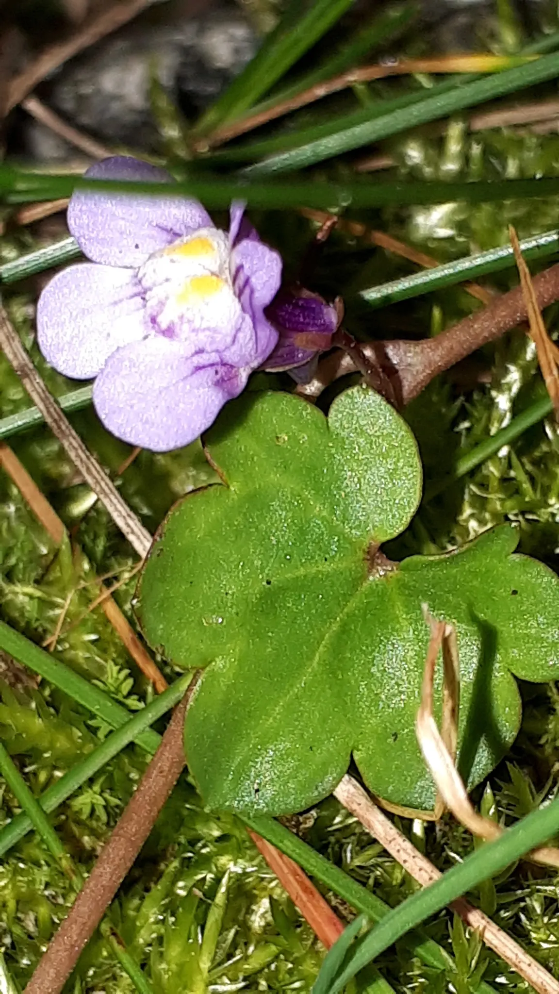 Kenilworth Ivy (Cymbalaria Muralis) — this ivy can bring an enchanting fairy-tale ambiance and is relatively low maintenance