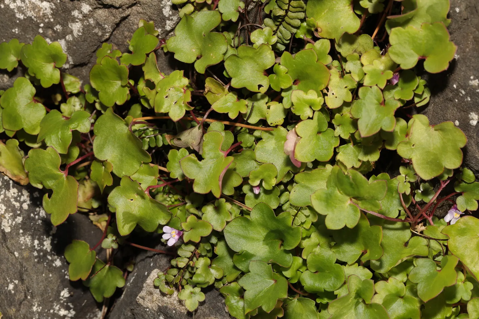 Kenilworth Ivy (Cymbalaria Muralis) — Kenilworth Ivy reaches only about 2 to 3 inches in height but can spread quite extensively, image 122