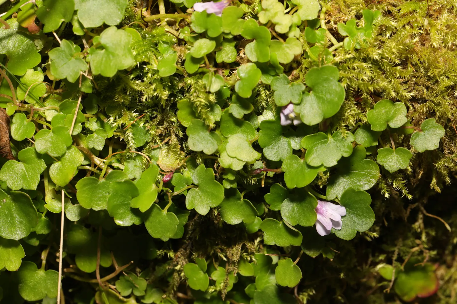 Kenilworth Ivy (Cymbalaria Muralis) — and benefits from occasional trimming to manage its spread, image 50