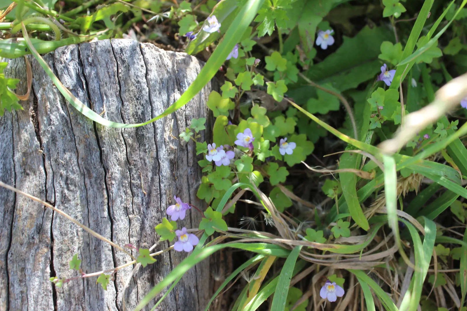 Kenilworth Ivy (Cymbalaria Muralis) — Reaching only 2-3 inches in height, it thrives in zones 4-8 and prefers moist, well-drained soil; filling, image 111