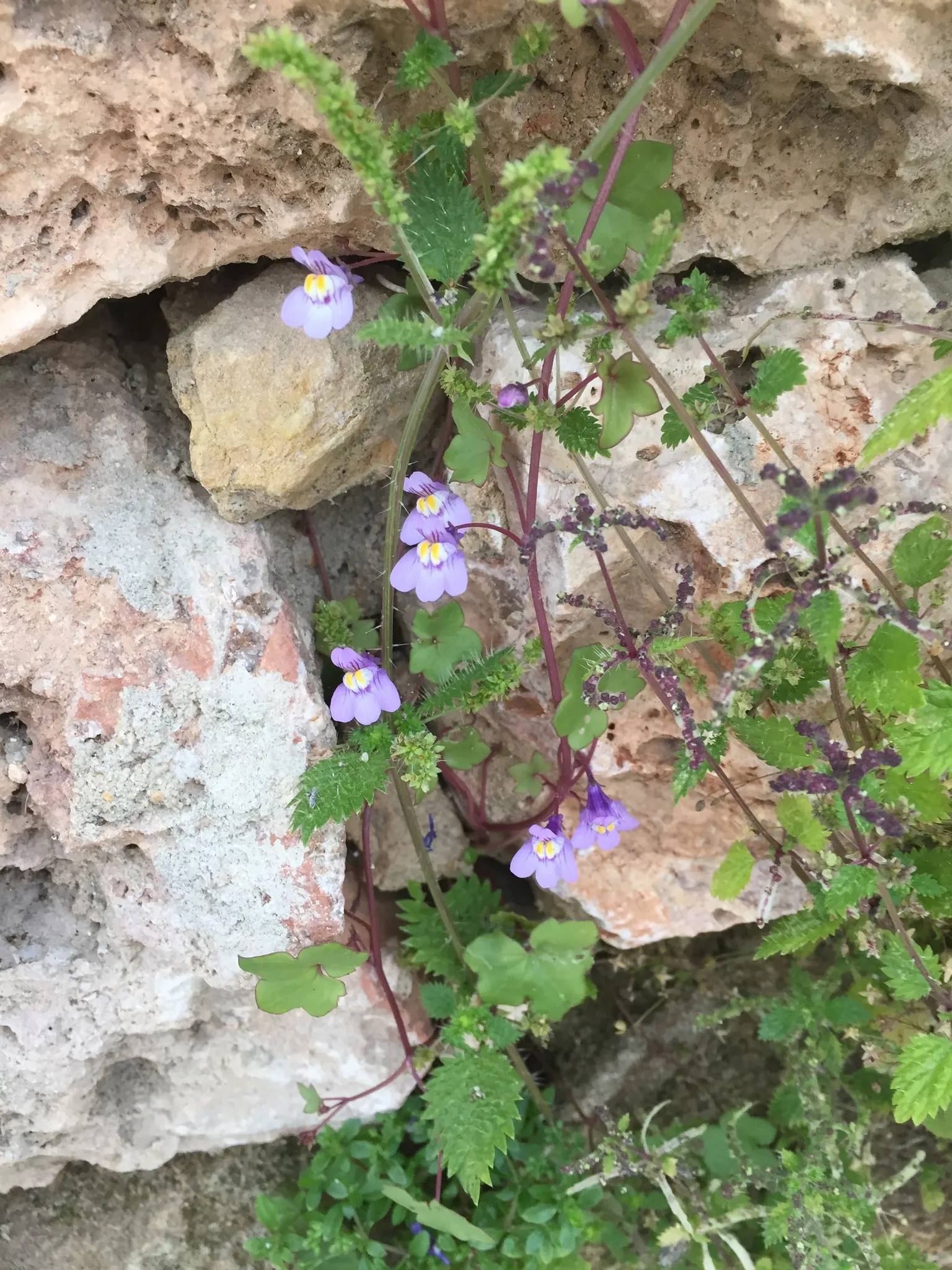 Kenilworth Ivy (Cymbalaria Muralis) — filling spaces between stepping stones; it thrives in USDA zones 4 through 8, favoring partially shady to, image 126