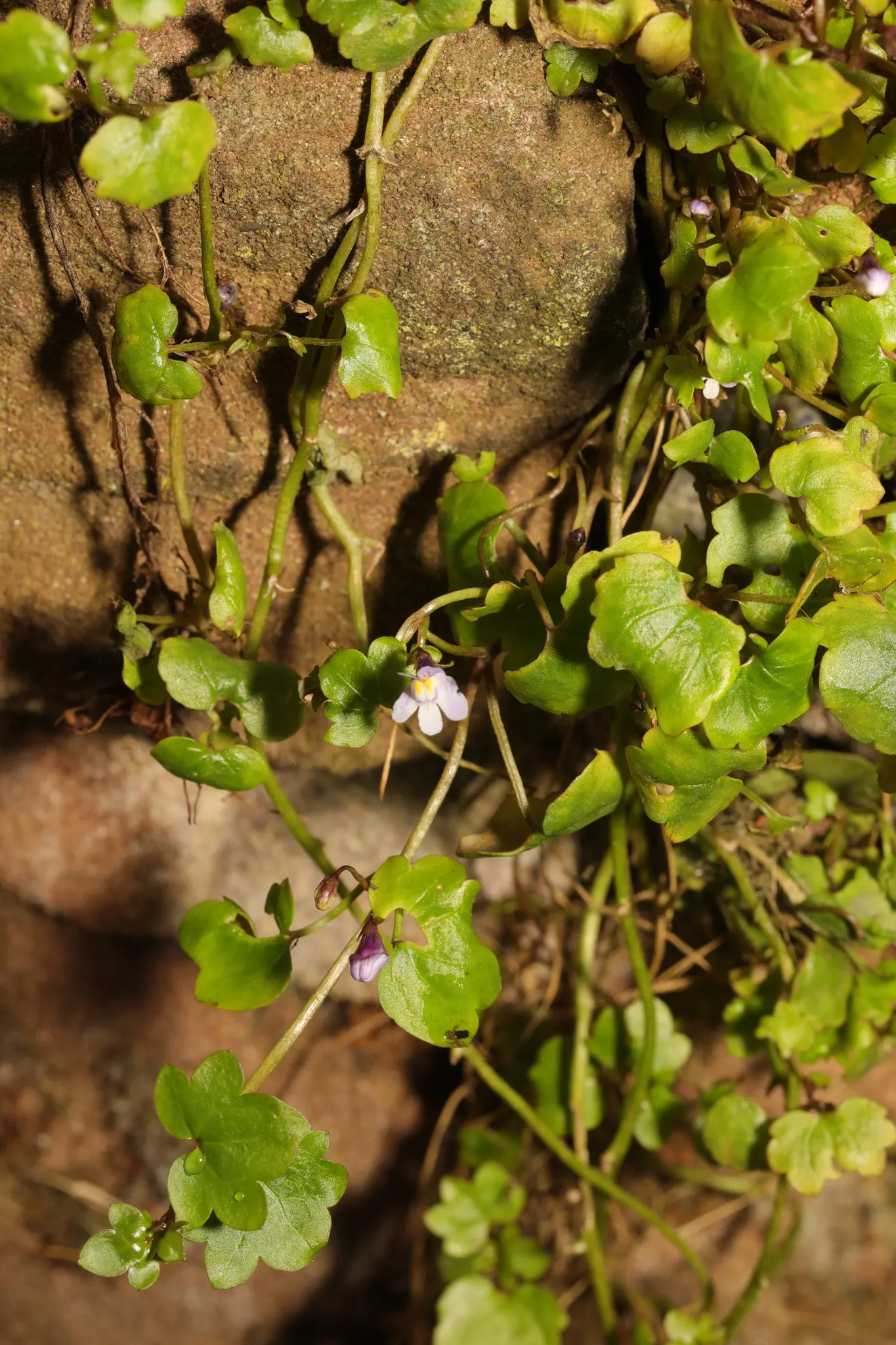 Kenilworth Ivy (Cymbalaria Muralis) — this vining plant is famed for its petite