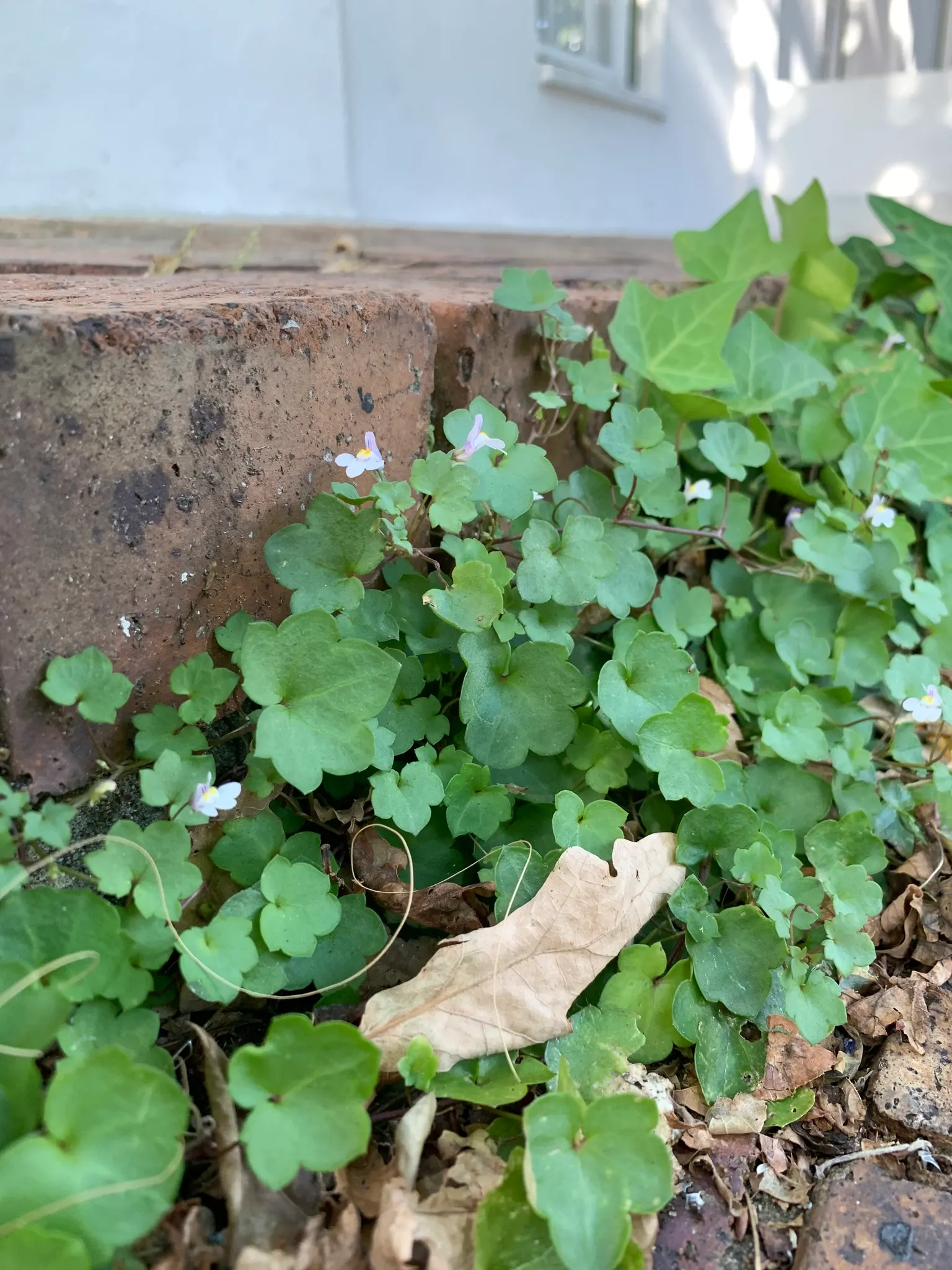 Kenilworth Ivy (Cymbalaria Muralis) — Each flower spans approximately 0.5 inches in diameter.<br><br>As a low-growing ground cover; is a charming, image 94