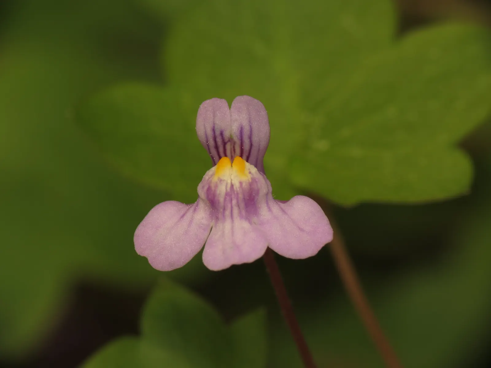 Kenilworth Ivy (Cymbalaria Muralis) — perennial with lavender and multi-colored and white blooms; cymbalaria muralis is an excellent choice for, image 80