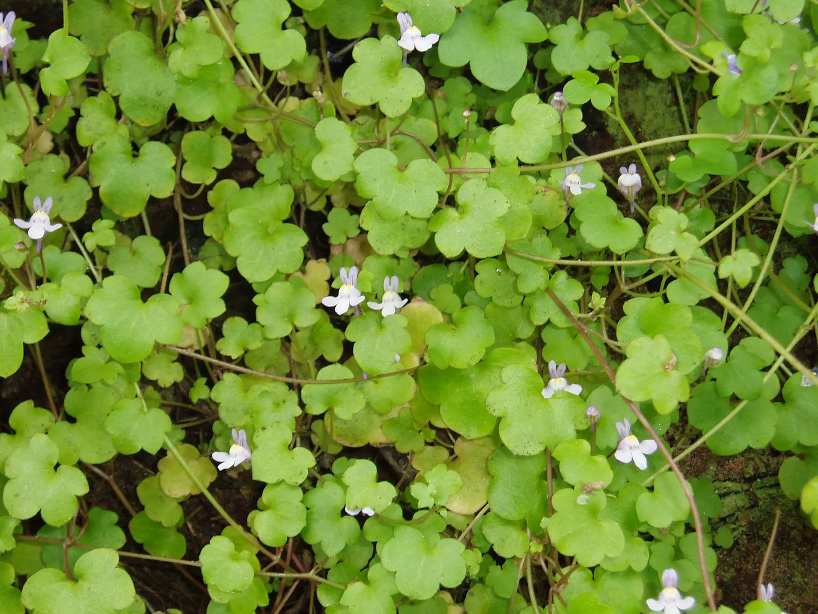 Kenilworth Ivy (Cymbalaria Muralis) — fairy-tale-like ground cover with minimal maintenance, image 140