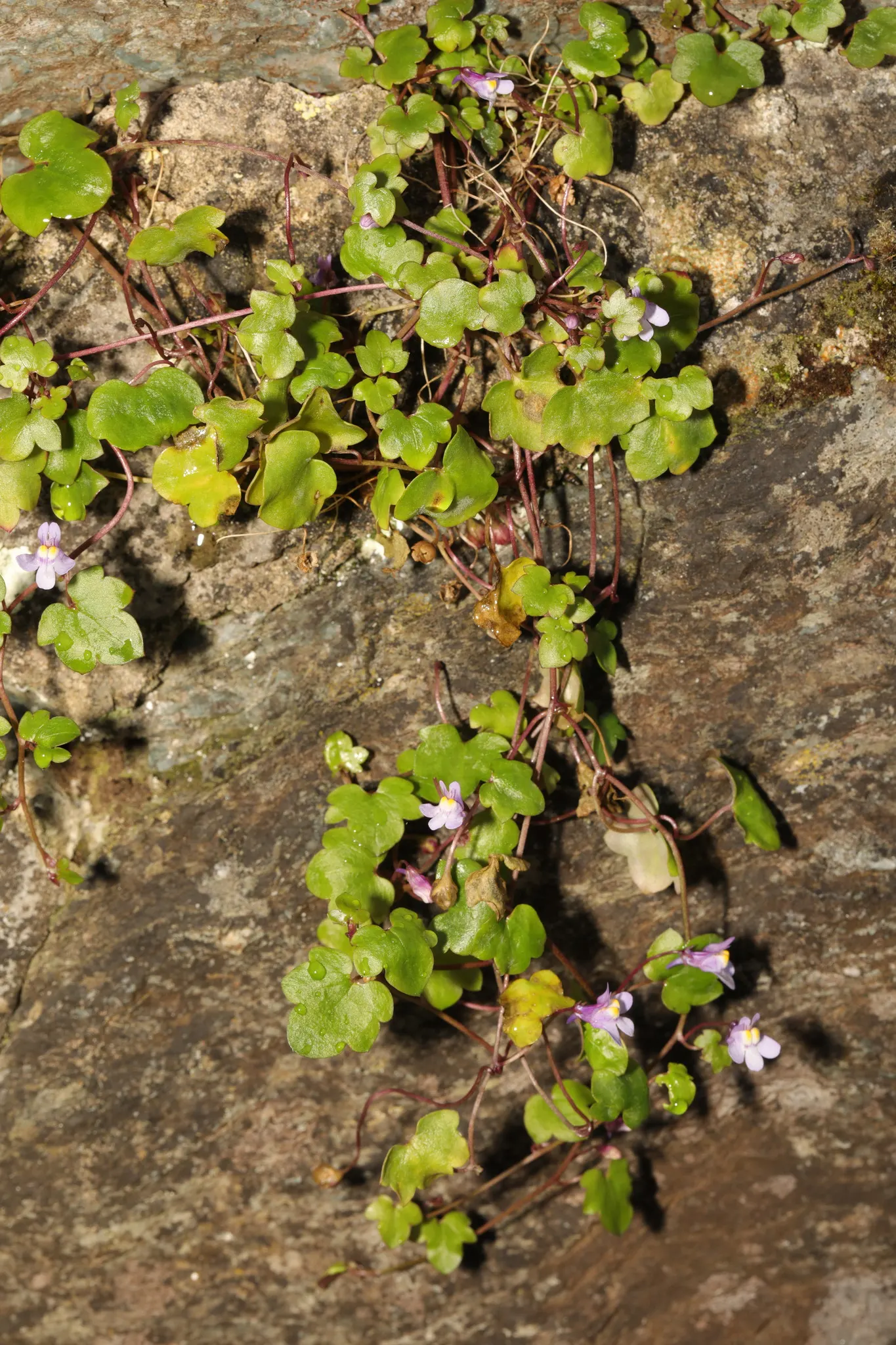 Kenilworth Ivy (Cymbalaria Muralis) — scalloped leaves measuring just 1 to 3 inches across; each flower spans approximately 0.5 inches in, image 64