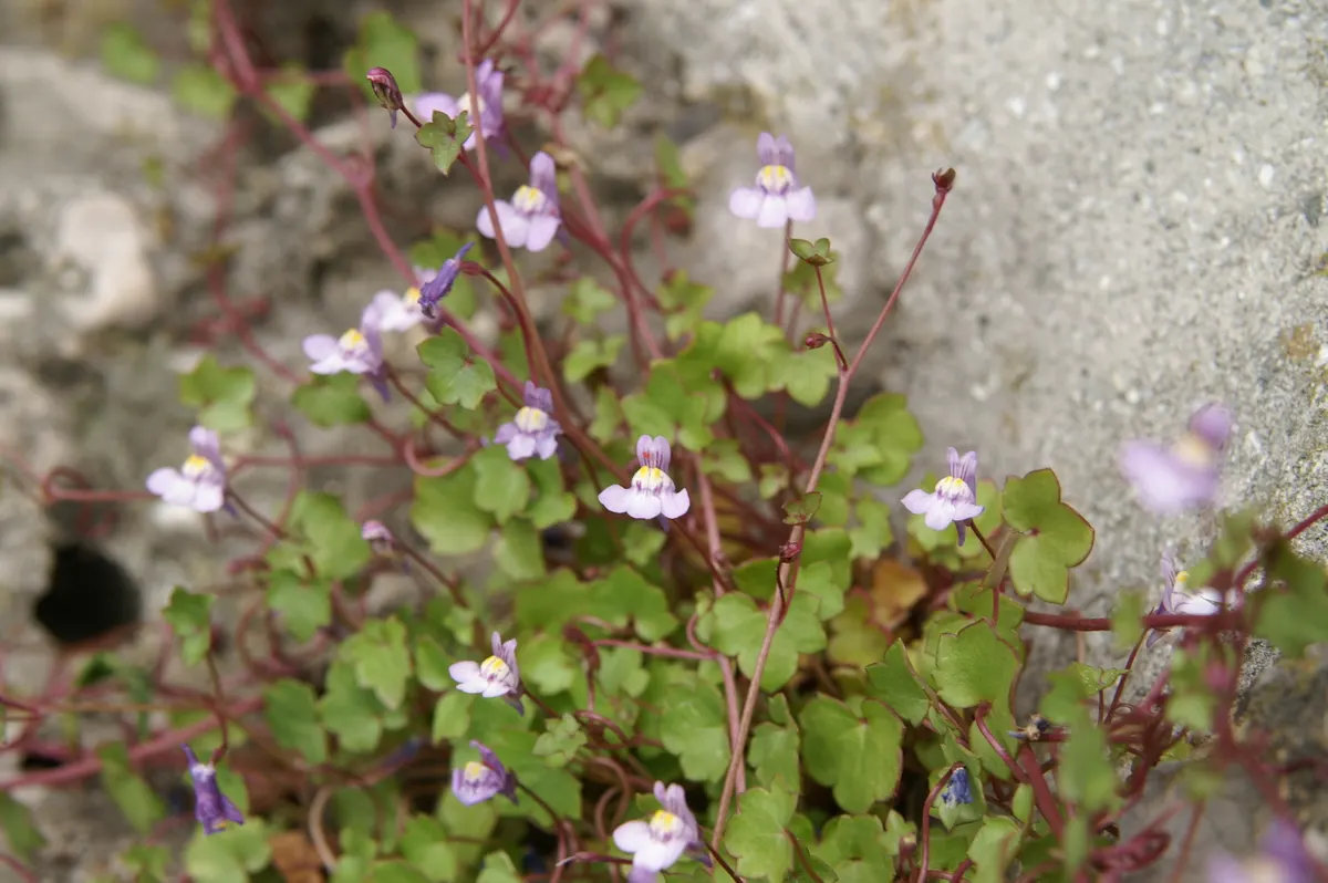 Kenilworth Ivy (Cymbalaria Muralis) — Kenilworth Ivy reaches only about 2 to 3 inches in height but can spread quite extensively, image 68