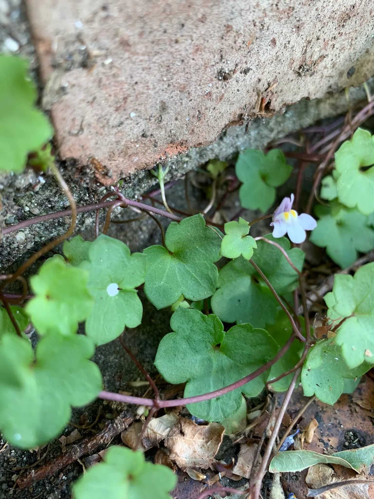 Kenilworth Ivy (Cymbalaria Muralis) — Clients will appreciate its unassuming beauty and the touch of whimsy it adds to their garden tapestry, image 78