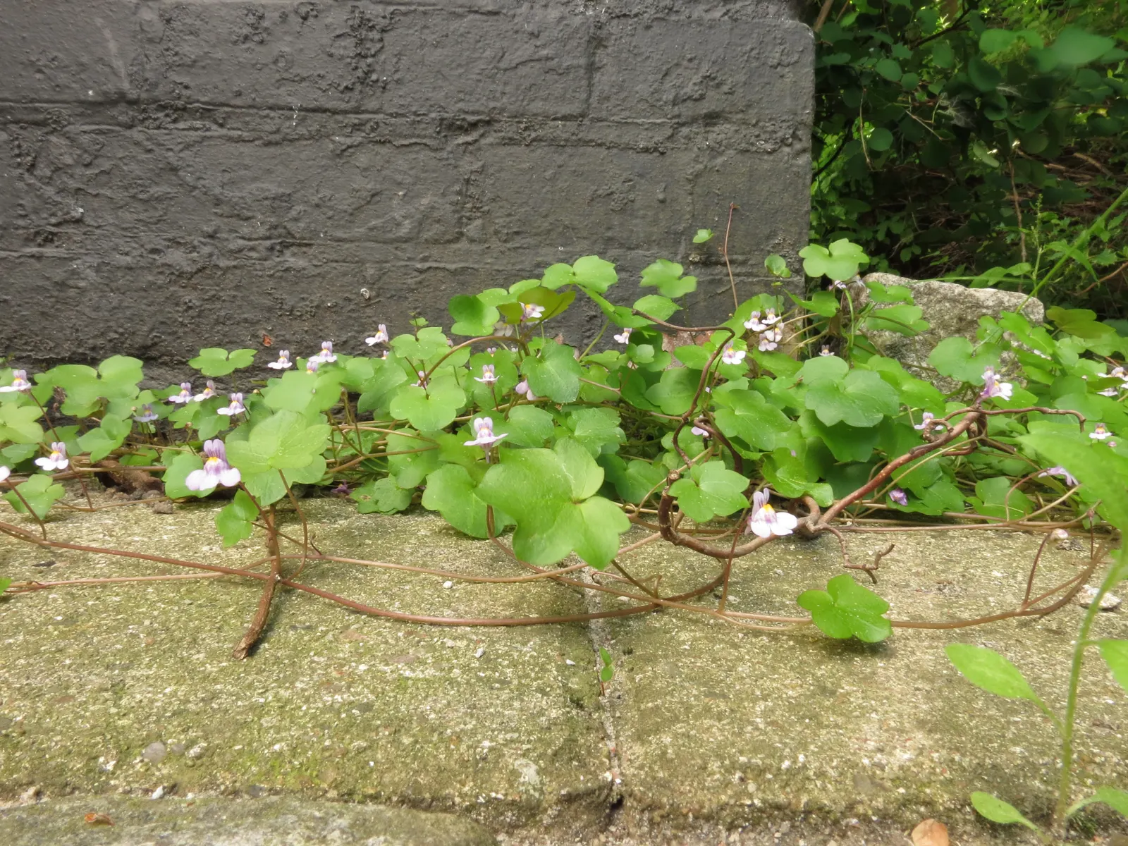 Kenilworth Ivy (Cymbalaria Muralis) — fairy-tale-like ground cover with minimal maintenance, image 86