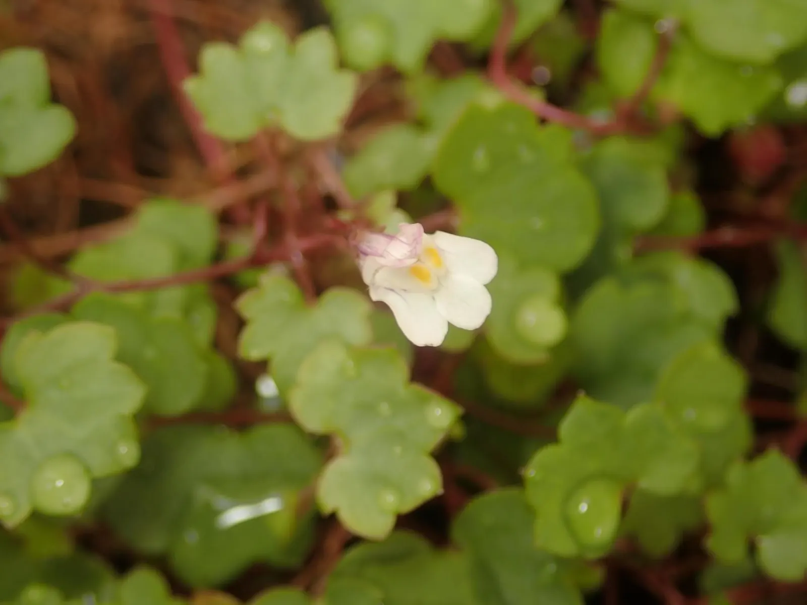 Kenilworth Ivy (Cymbalaria Muralis) — scientifically known as Cymbalaria muralis; snapdragon-like flowers; the blooms are a subtle shade of lilac, image 87
