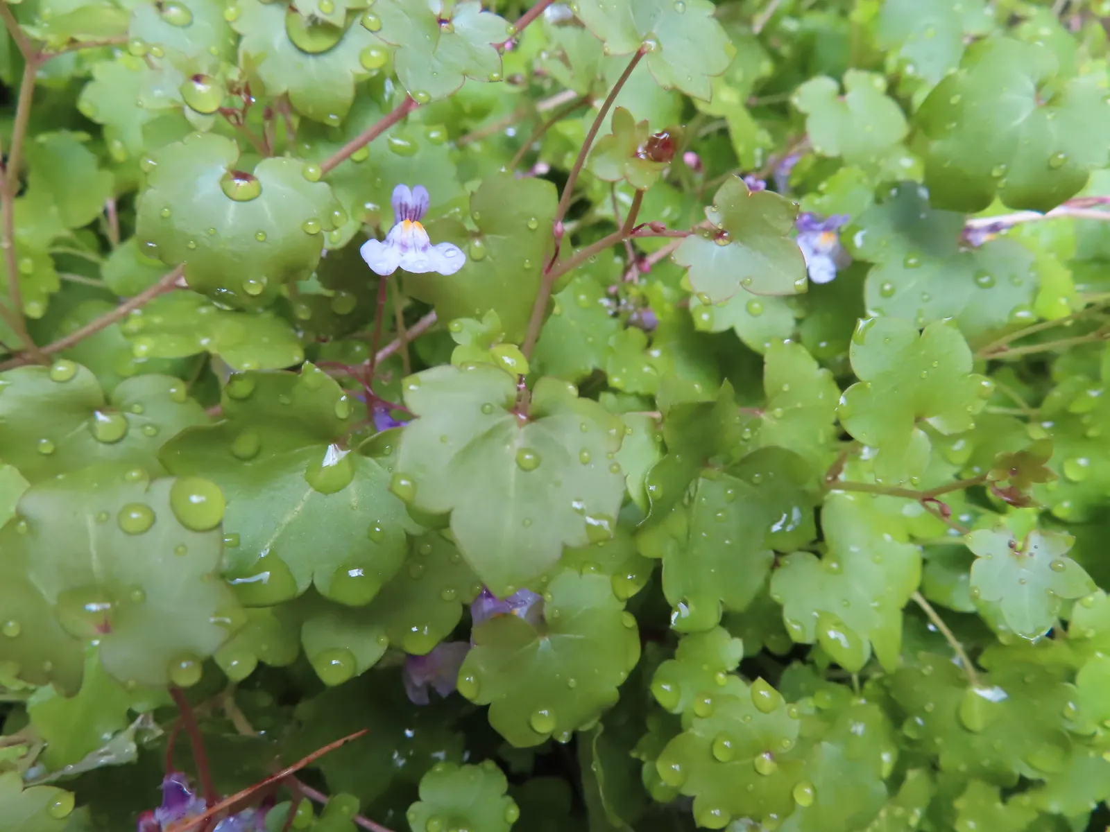 Kenilworth Ivy (Cymbalaria Muralis) — During the growing season; this ivy can bring an enchanting fairy-tale ambiance and is relatively low maintenance