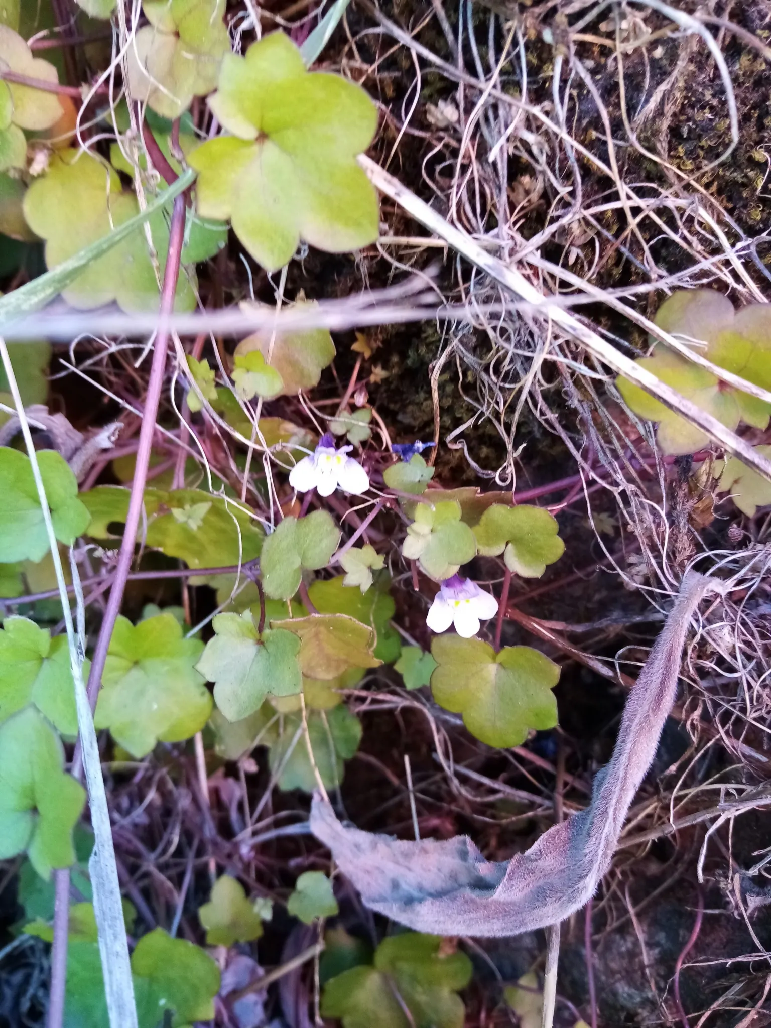 Kenilworth Ivy (Cymbalaria Muralis) — Each flower spans approximately 0.5 inches in diameter.<br><br>As a low-growing ground cover; is a charming, image 67