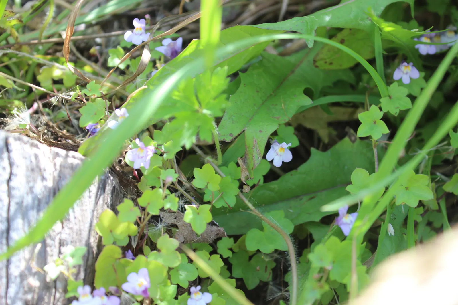 Kenilworth Ivy (Cymbalaria Muralis) — is a charming perennial ideal for softening hard landscapes; or planting in rock gardens