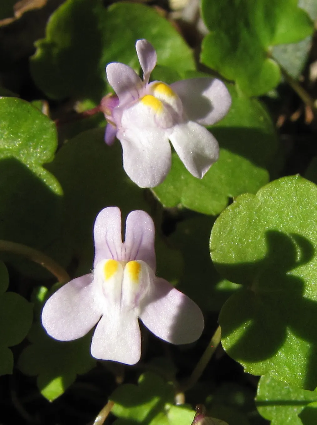 Kenilworth Ivy (Cymbalaria Muralis) — filling spaces between stepping stones; it thrives in USDA zones 4 through 8, favoring partially shady to, image 99