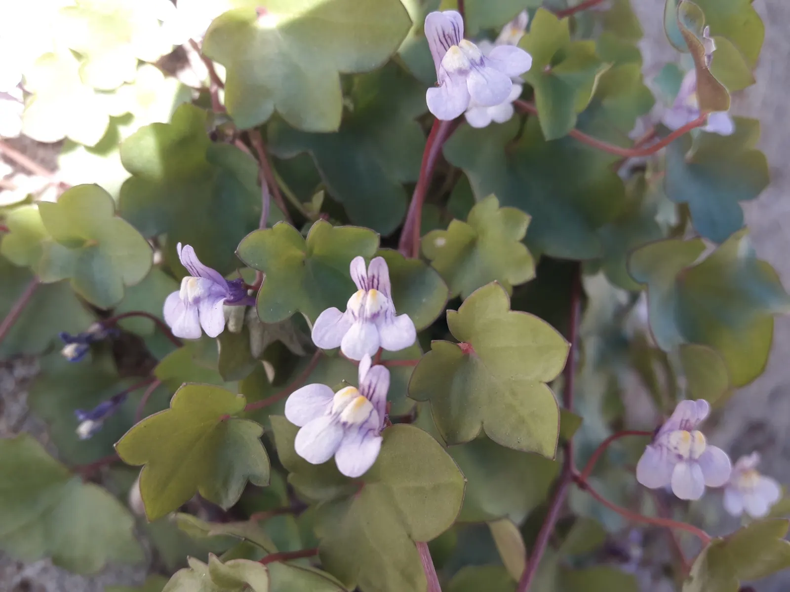 Kenilworth Ivy (Cymbalaria Muralis) — Cymbalaria muralis is an excellent choice for cascading over walls