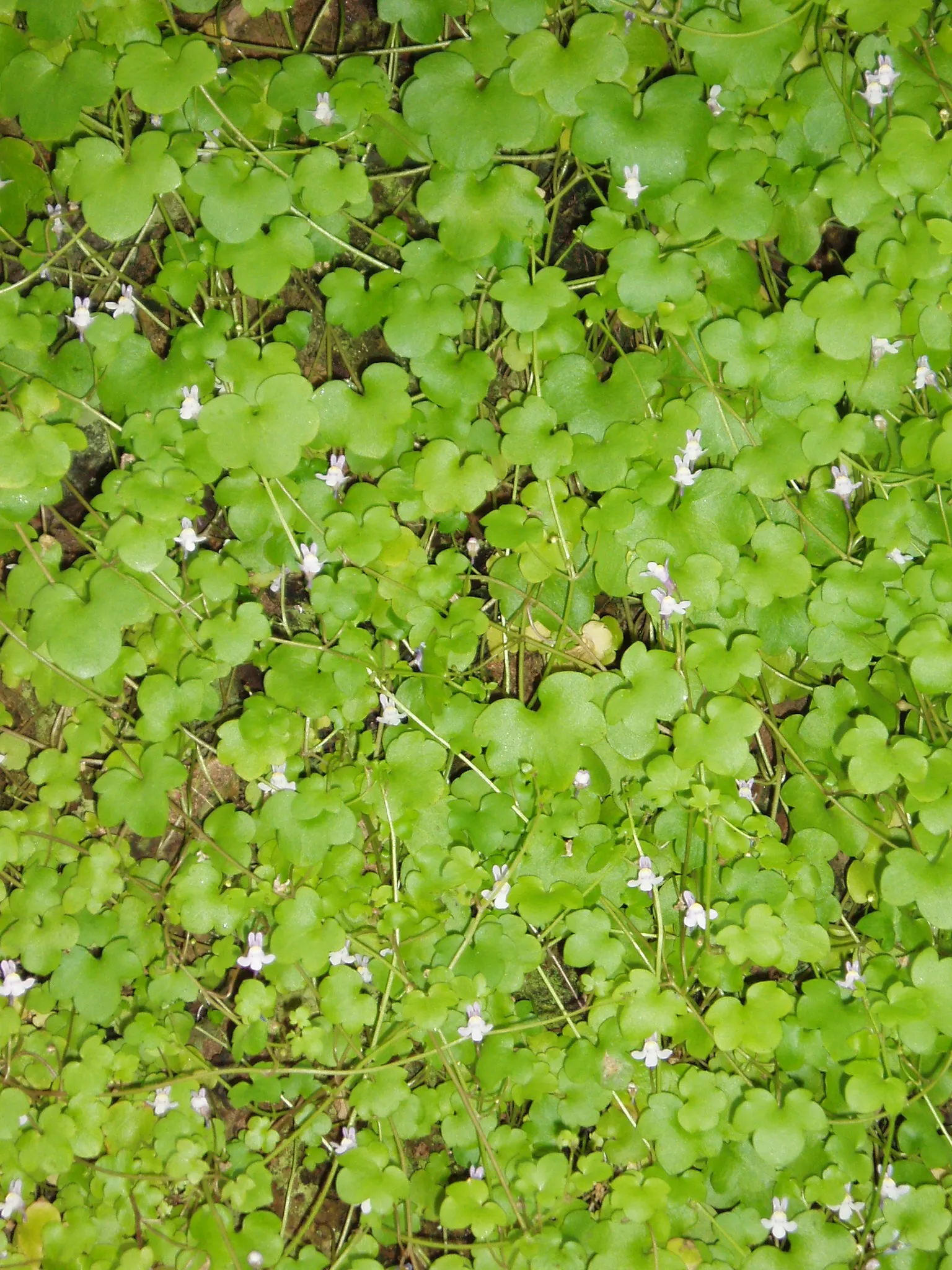 Kenilworth Ivy (Cymbalaria Muralis) — or planting in rock gardens; particularly in drier climates or seasons, image 127