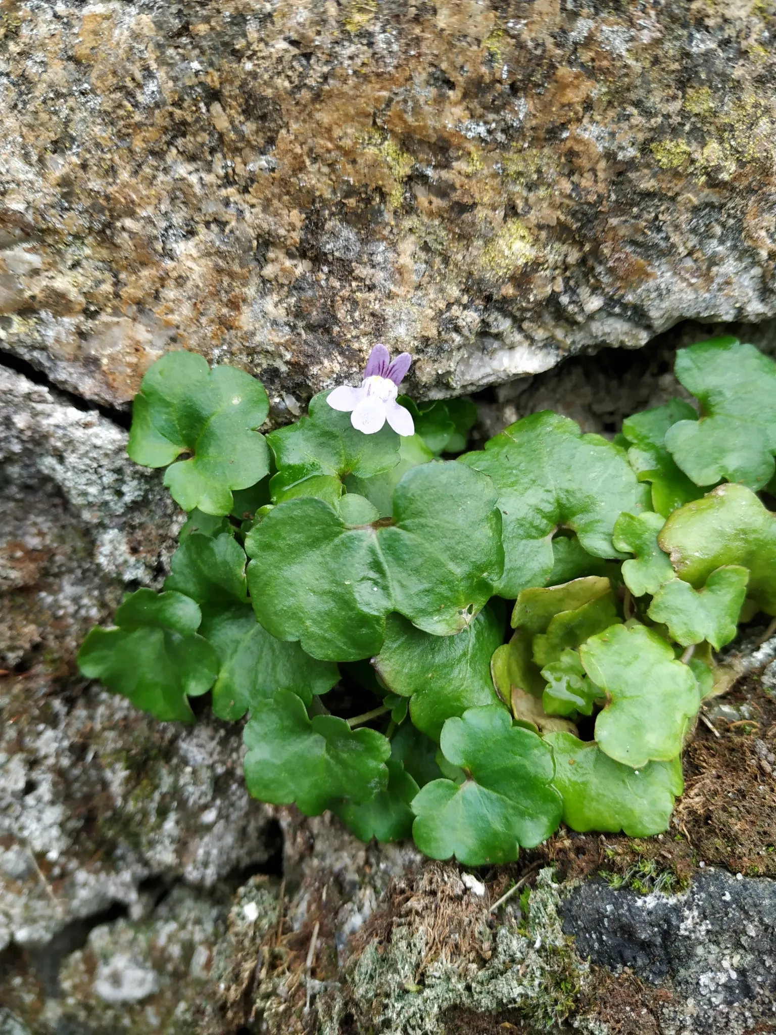 Kenilworth Ivy (Cymbalaria Muralis) — Native to Europe and the Mediterranean; perennial with lavender and multi-colored and white blooms