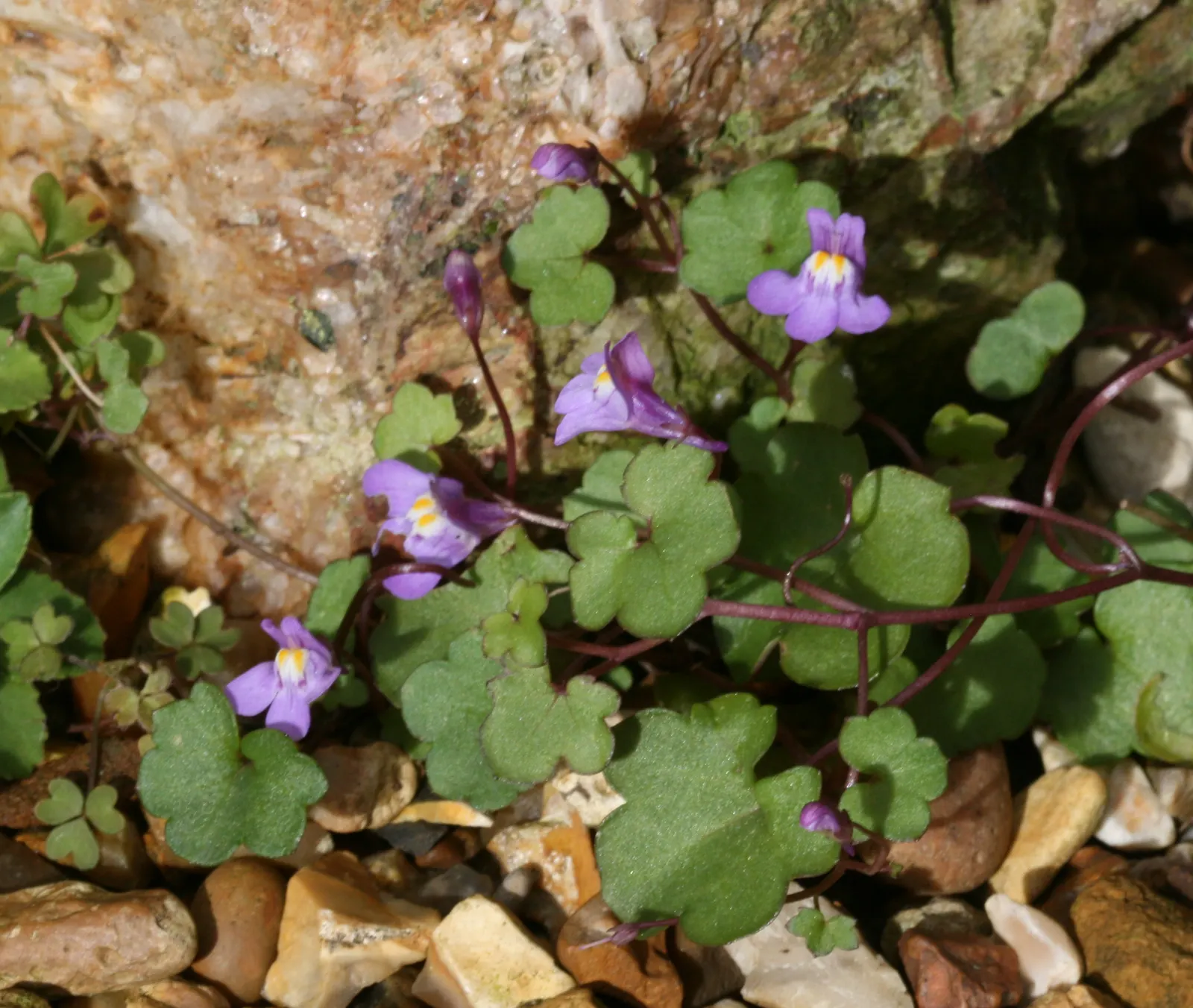 Kenilworth Ivy (Cymbalaria Muralis) — During the growing season; this ivy can bring an enchanting fairy-tale ambiance and is relatively low, image 92