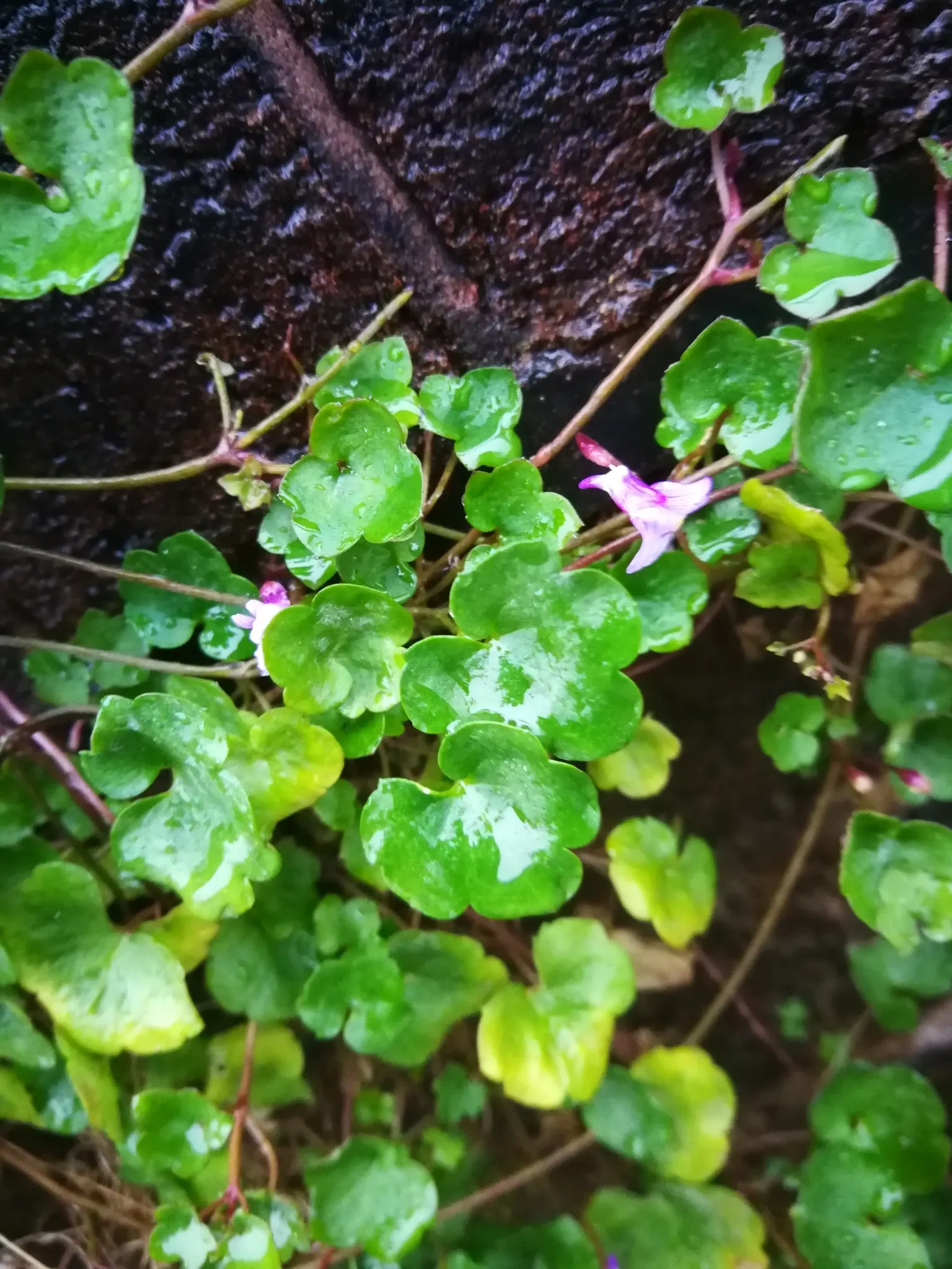 Kenilworth Ivy (Cymbalaria Muralis) — Cymbalaria muralis is an excellent choice for cascading over walls; native to Europe and the Mediterranean