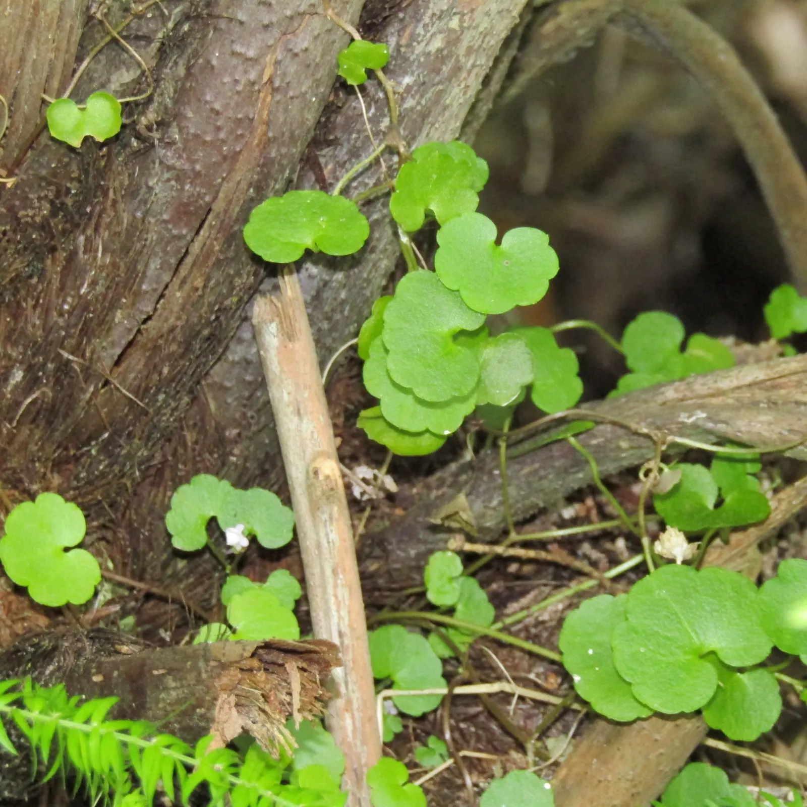 Kenilworth Ivy (Cymbalaria Muralis) — This ivy features delicate, scalloped leaves and small, lilac blooms with yellow throats; during the growing, image 137