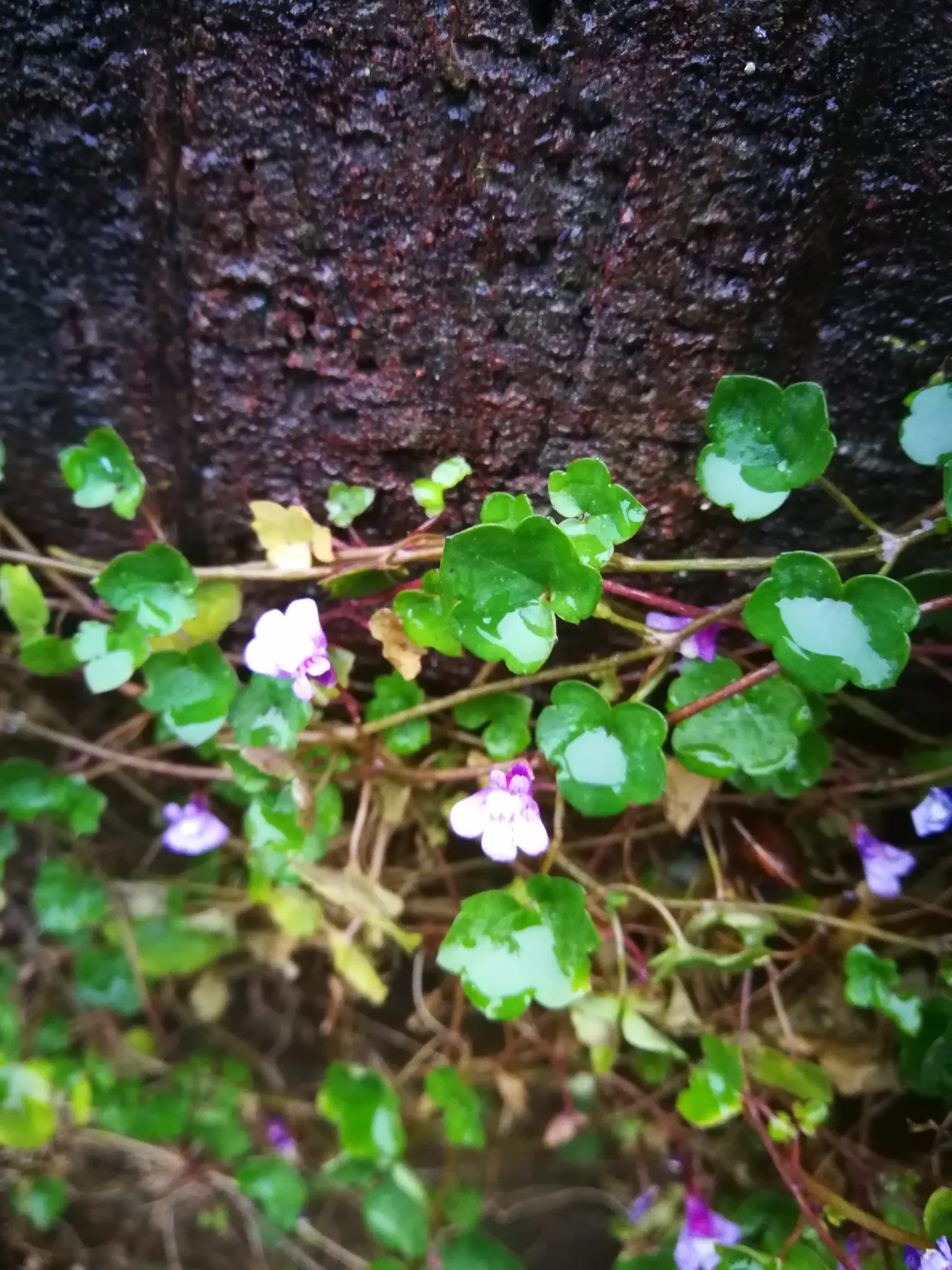 Kenilworth Ivy (Cymbalaria Muralis) — or planting in rock gardens