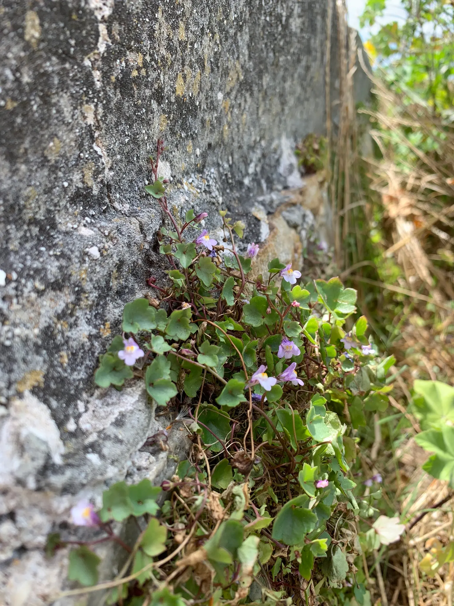 Kenilworth Ivy (Cymbalaria Muralis) — It requires moderate watering