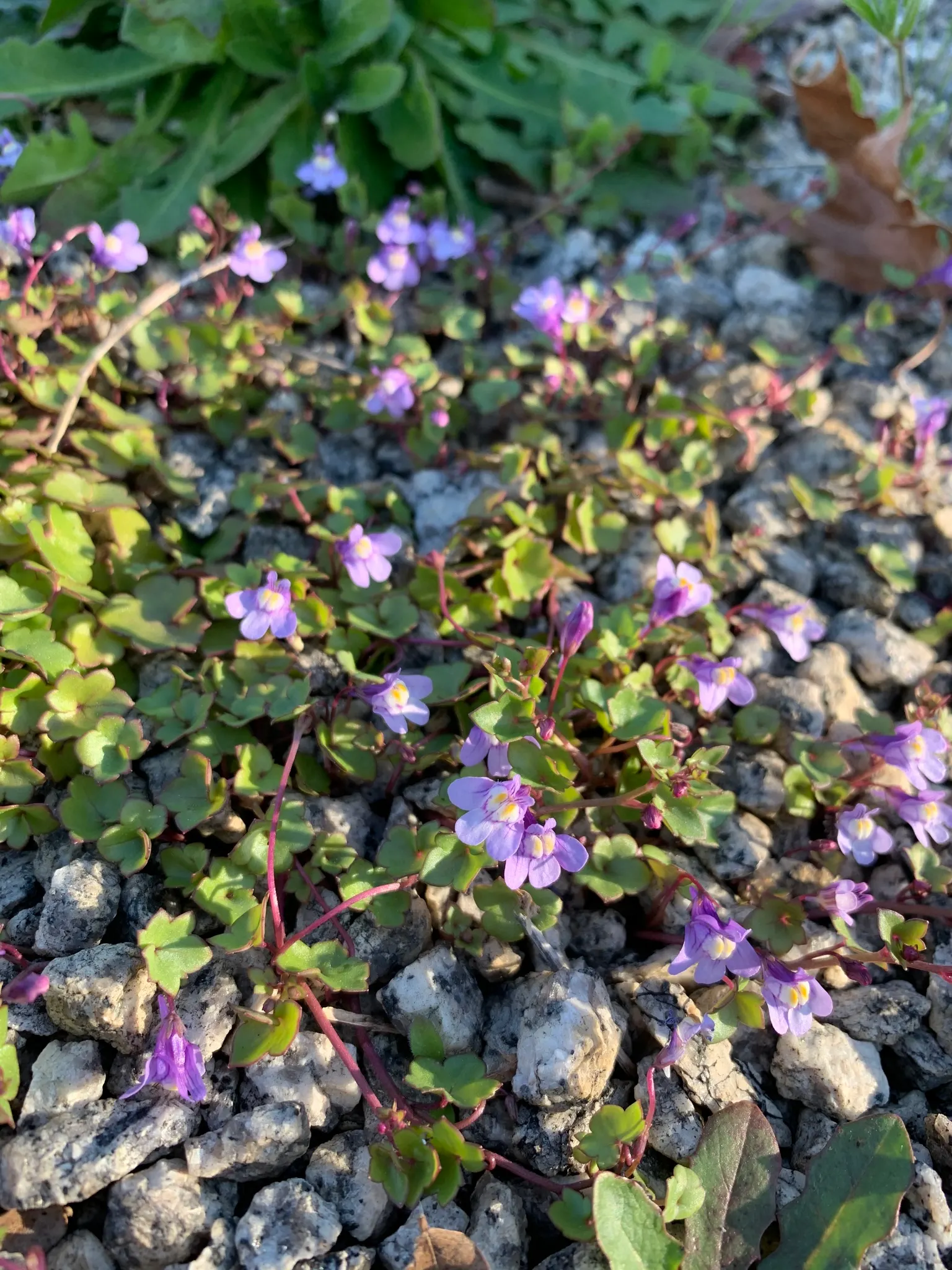 Kenilworth Ivy (Cymbalaria Muralis) — this ivy can bring an enchanting fairy-tale ambiance and is relatively low maintenance; this ivy features delicate
