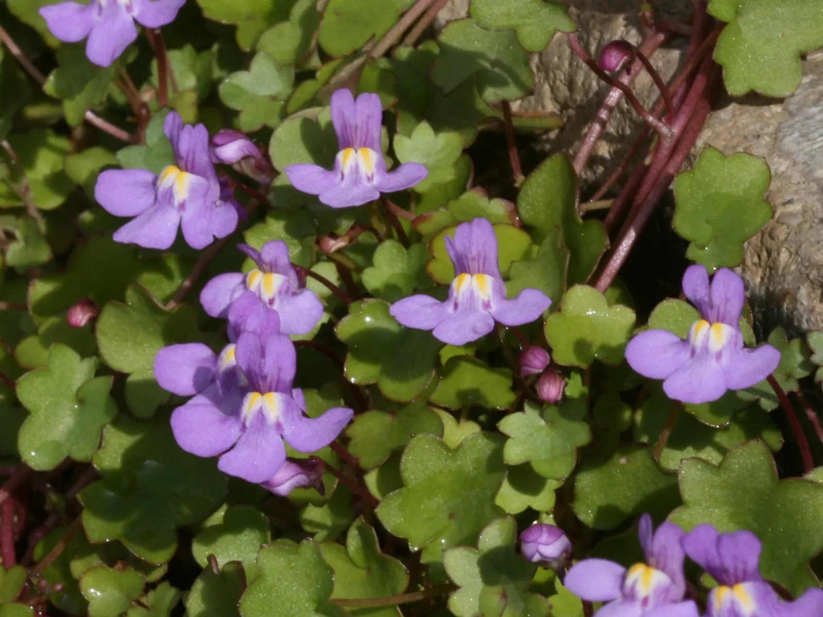 Kenilworth Ivy (Cymbalaria Muralis) — filling spaces between stepping stones; it thrives in USDA zones 4 through 8, favoring partially shady to, image 72