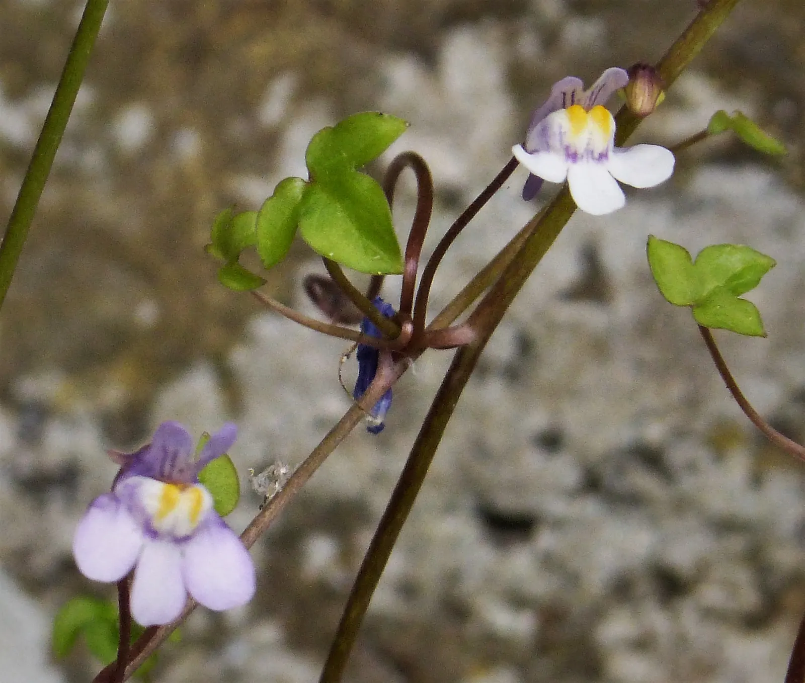 Kenilworth Ivy (Cymbalaria Muralis) — is a charming perennial ideal for softening hard landscapes; or planting in rock gardens, image 61
