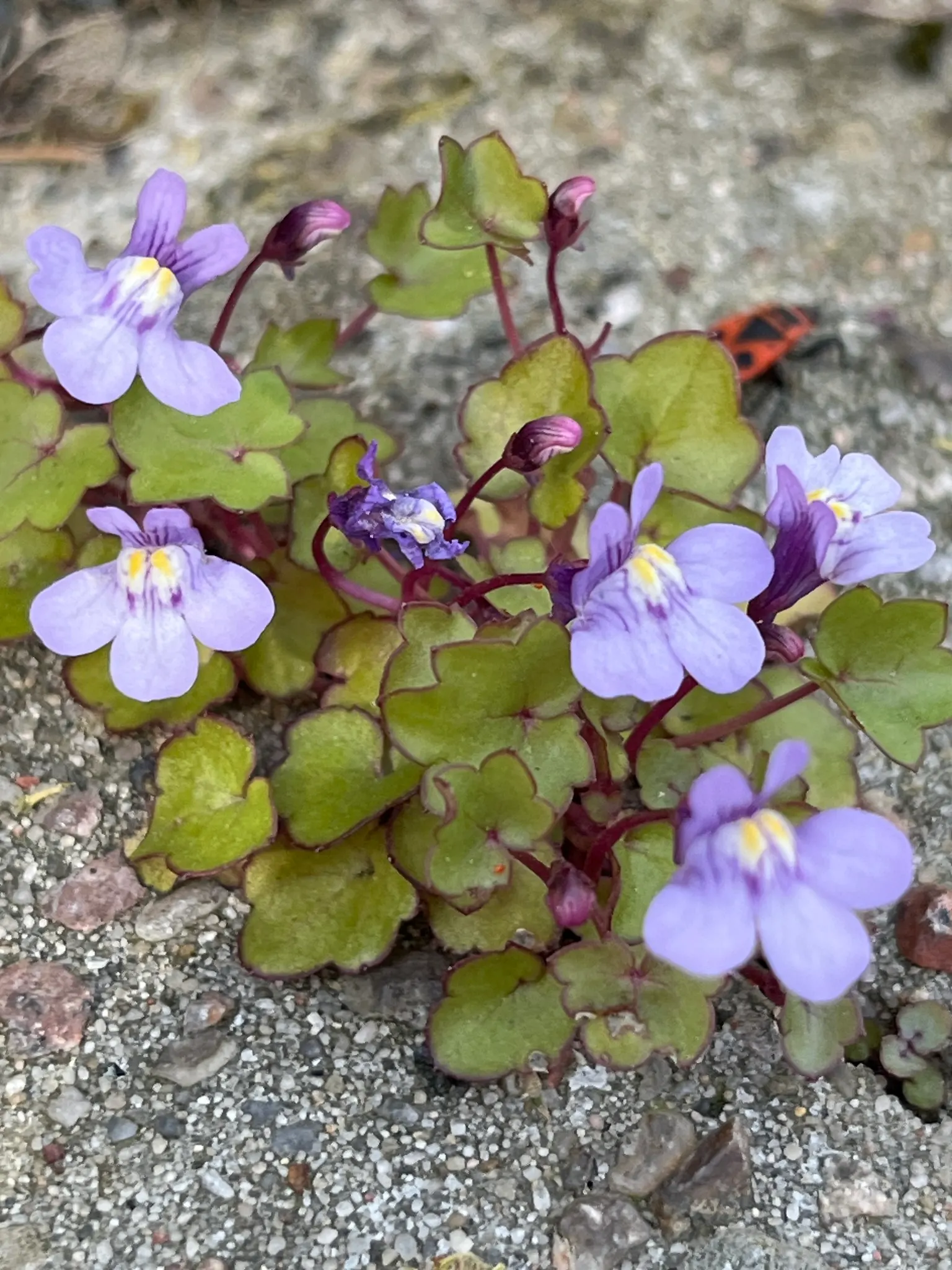 Kenilworth Ivy (Cymbalaria Muralis) — scientifically known as Cymbalaria muralis; snapdragon-like flowers; the blooms are a subtle shade of lilac, image 141