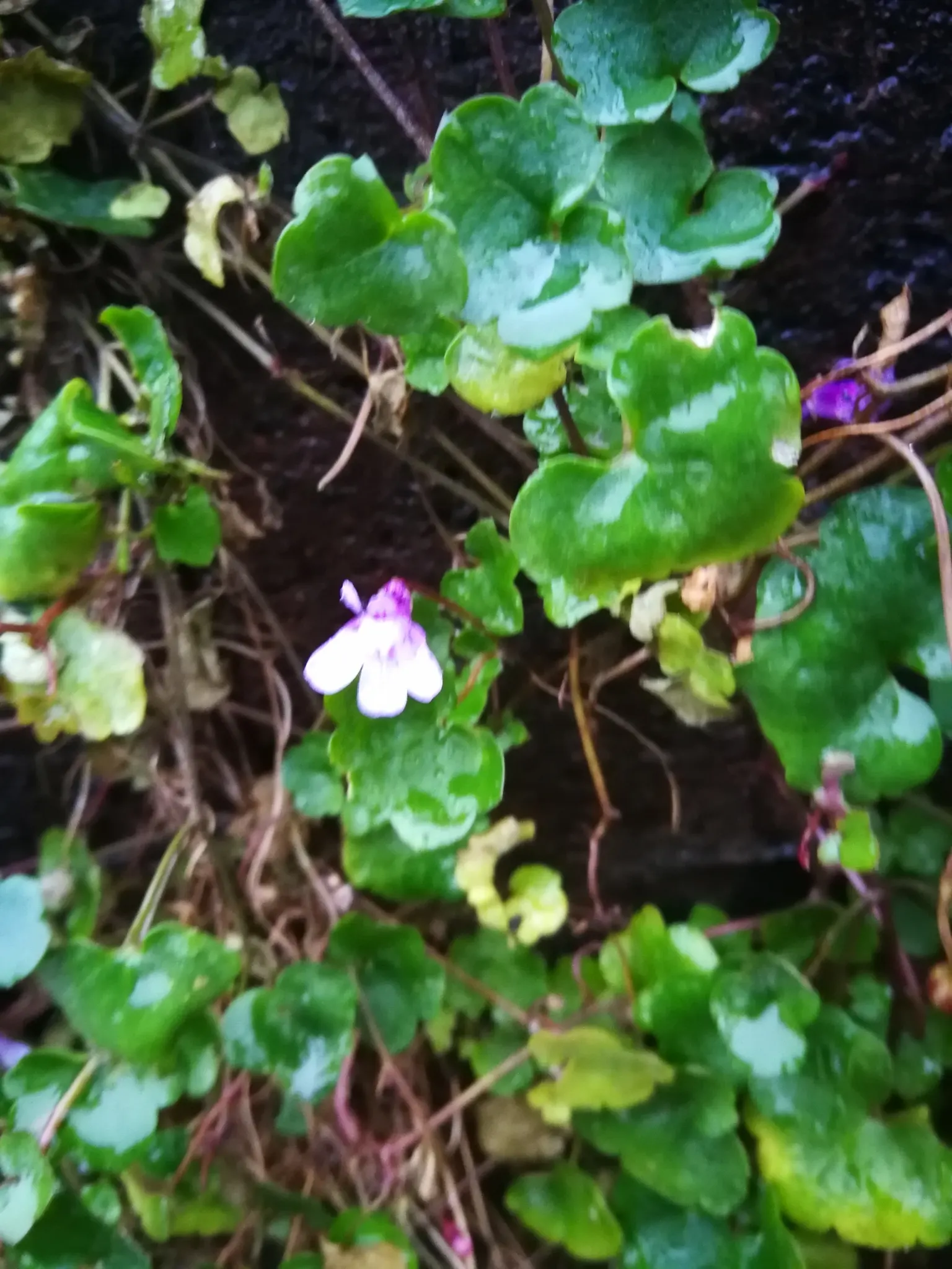 Kenilworth Ivy (Cymbalaria Muralis) — Cymbalaria muralis is an excellent choice for cascading over walls; native to Europe and the Mediterranean, image 98