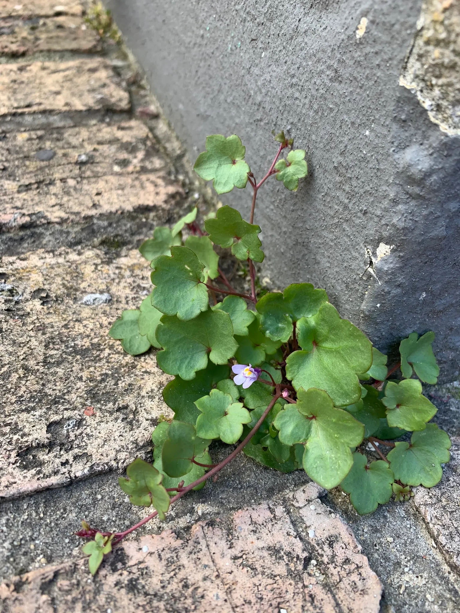 Kenilworth Ivy (Cymbalaria Muralis) — During the growing season; this ivy can bring an enchanting fairy-tale ambiance and is relatively low, image 65