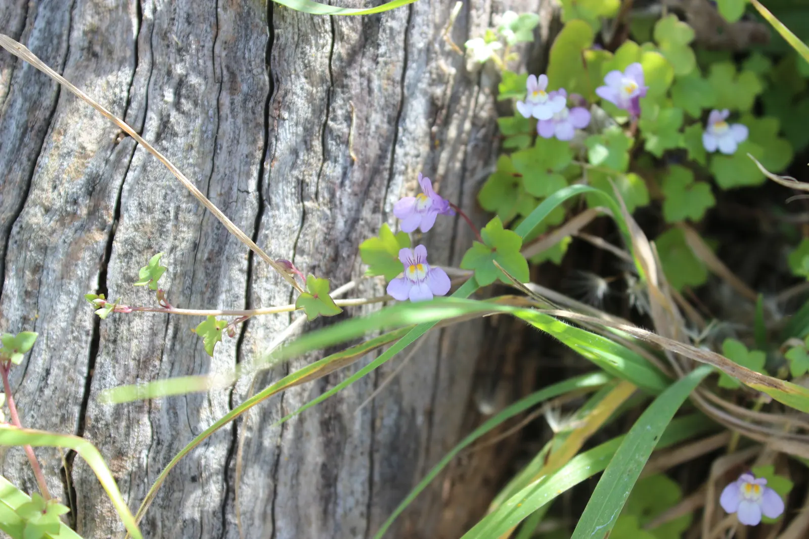 Kenilworth Ivy (Cymbalaria Muralis) — It thrives in USDA zones 4 through 8, favoring partially shady to full shade conditions; it requires moderate, image 123