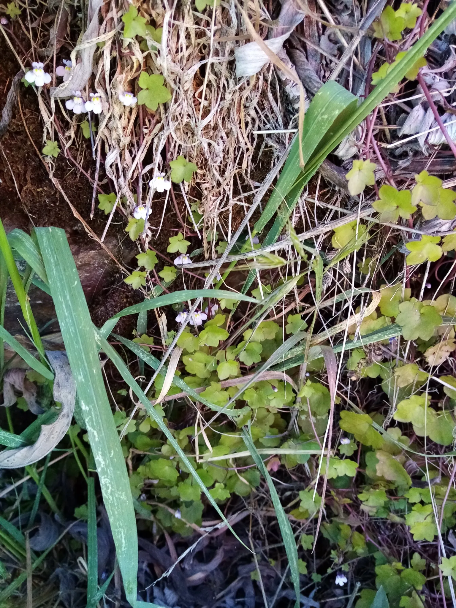 Kenilworth Ivy (Cymbalaria Muralis) — Kenilworth Ivy (Cymbalaria muralis) is a charming, trailing perennial ideal for shade gardens; its prolific, image 109