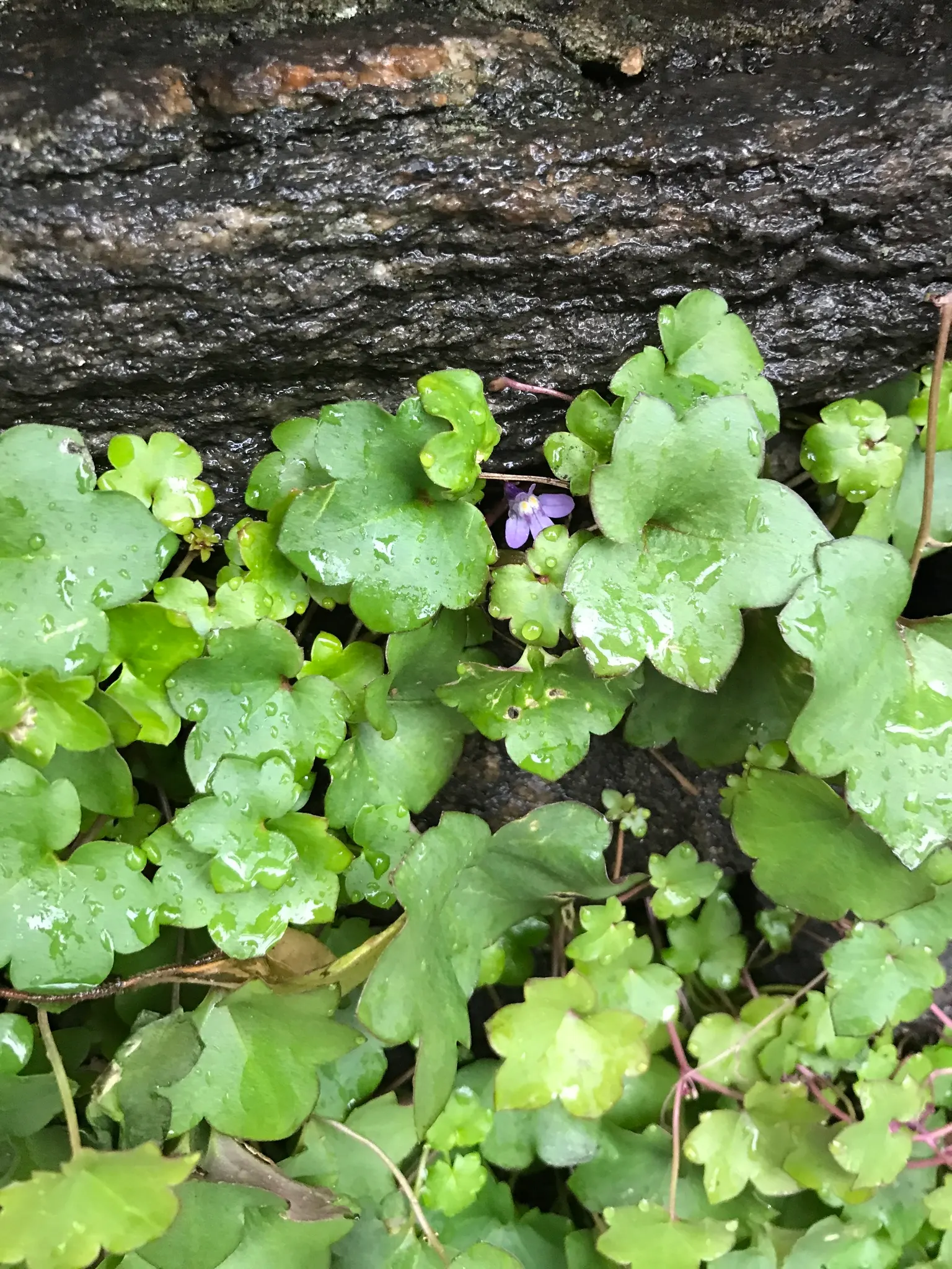 Kenilworth Ivy (Cymbalaria Muralis) — This ivy features delicate, scalloped leaves and small, lilac blooms with yellow throats; during the growing, image 56