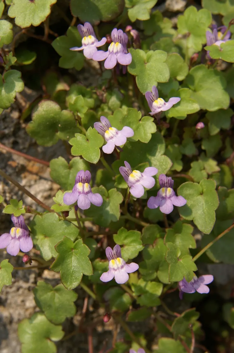 Kenilworth Ivy (Cymbalaria Muralis) — This ivy features delicate, scalloped leaves and small, lilac blooms with yellow throats