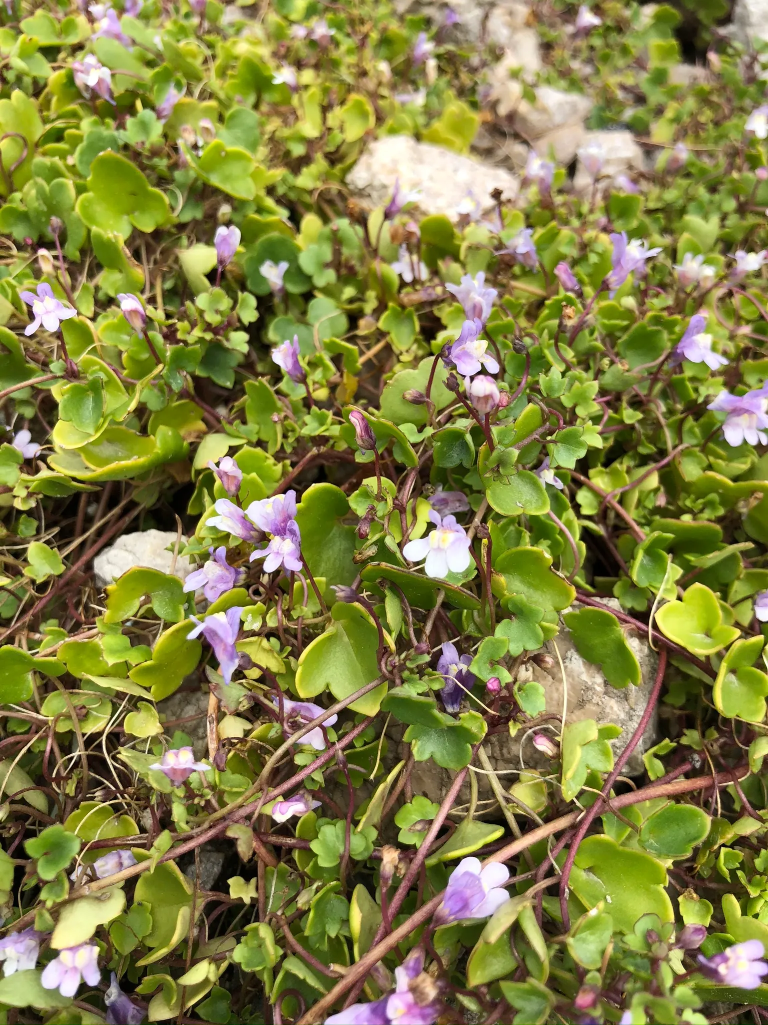 Kenilworth Ivy (Cymbalaria Muralis) — particularly in drier climates or seasons; it prefers well-draining soil rich in organic matter.<br><br>Due, image 103