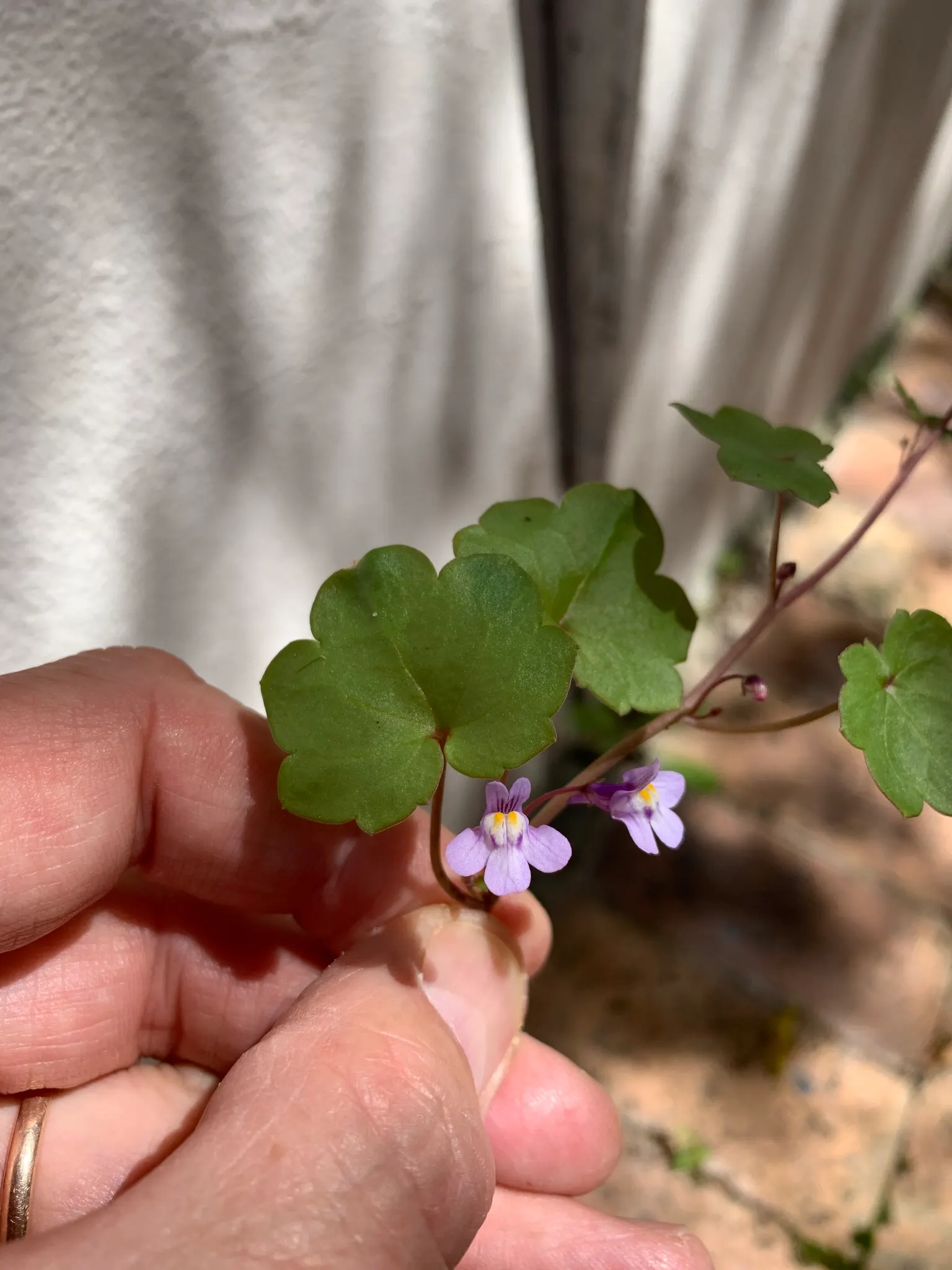 Kenilworth Ivy (Cymbalaria Muralis) — and benefits from occasional trimming to manage its spread, image 131