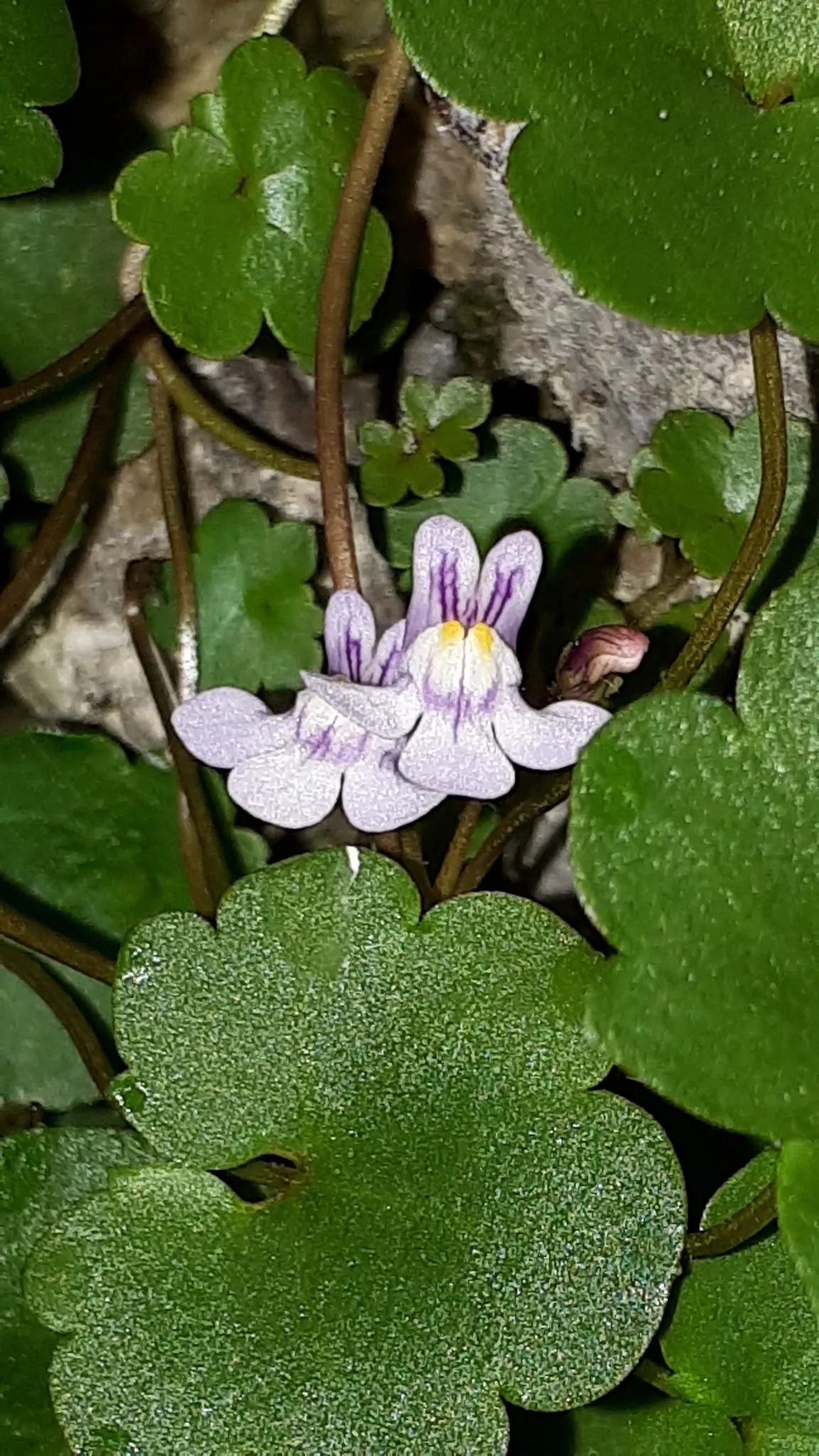 Kenilworth Ivy (Cymbalaria Muralis) — It thrives in USDA zones 4 through 8, favoring partially shady to full shade conditions; it requires moderate watering