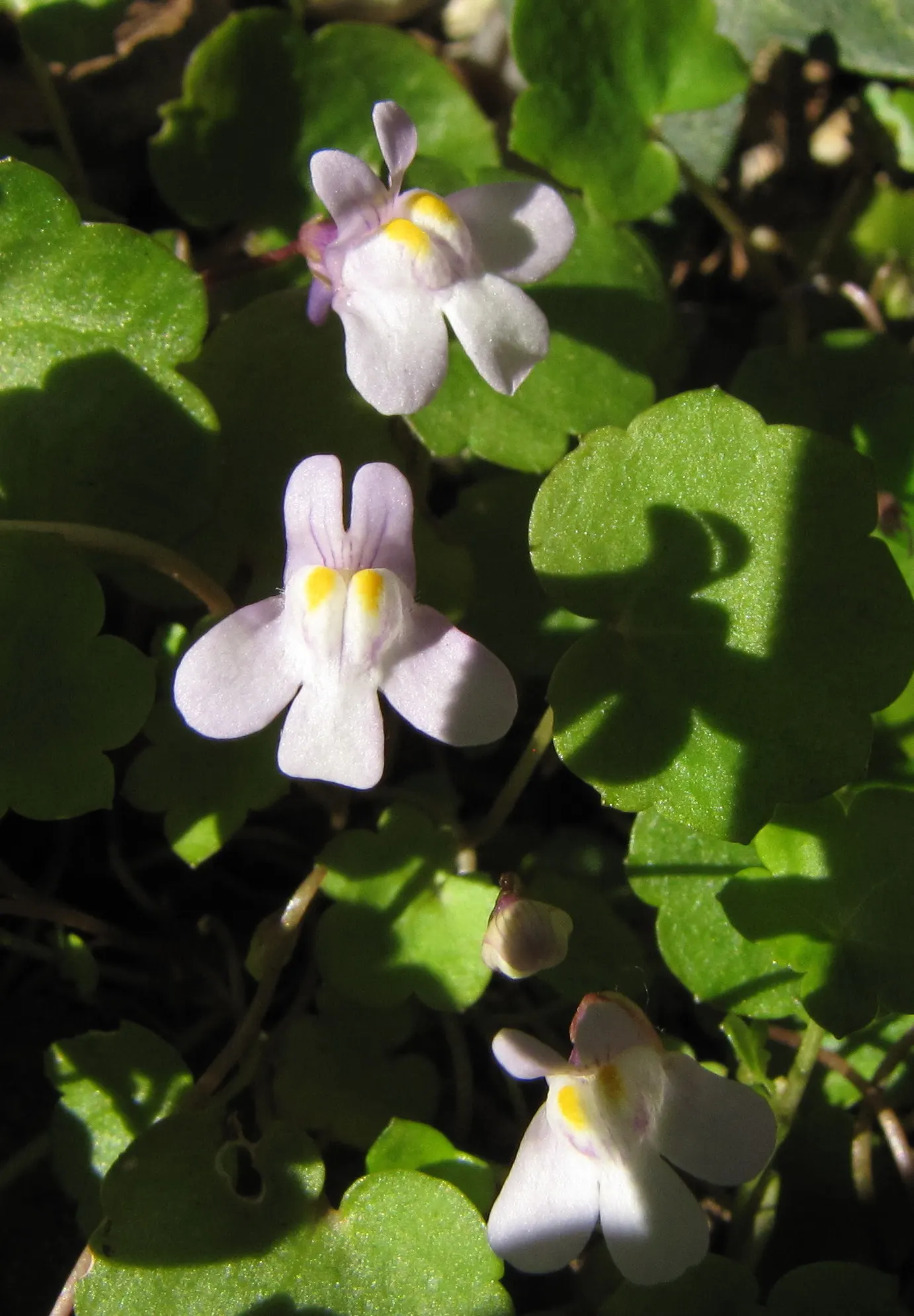 Kenilworth Ivy (Cymbalaria Muralis) — lavender and multi-colored and white flowers in the garden; scalloped leaves measuring just 1 to 3 inches, image 106