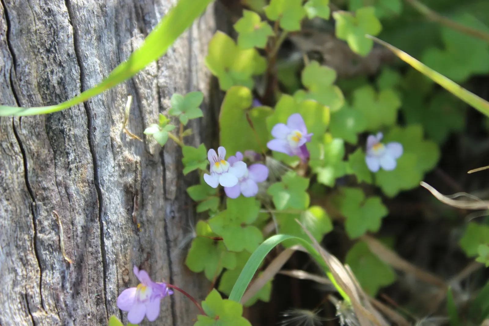 Kenilworth Ivy (Cymbalaria Muralis) — scientifically known as Cymbalaria muralis
