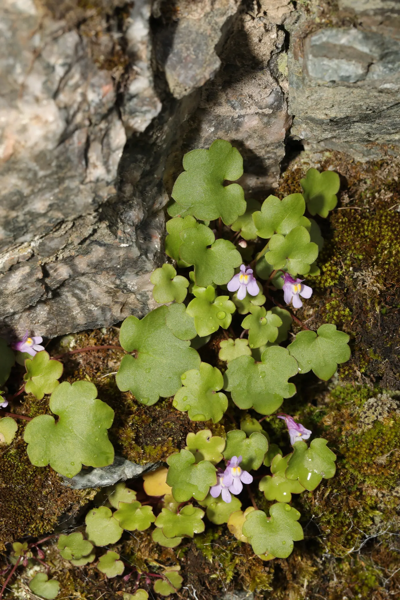 Kenilworth Ivy (Cymbalaria Muralis) — lavender and multi-colored and white flowers in the garden; scalloped leaves measuring just 1 to 3 inches, image 79